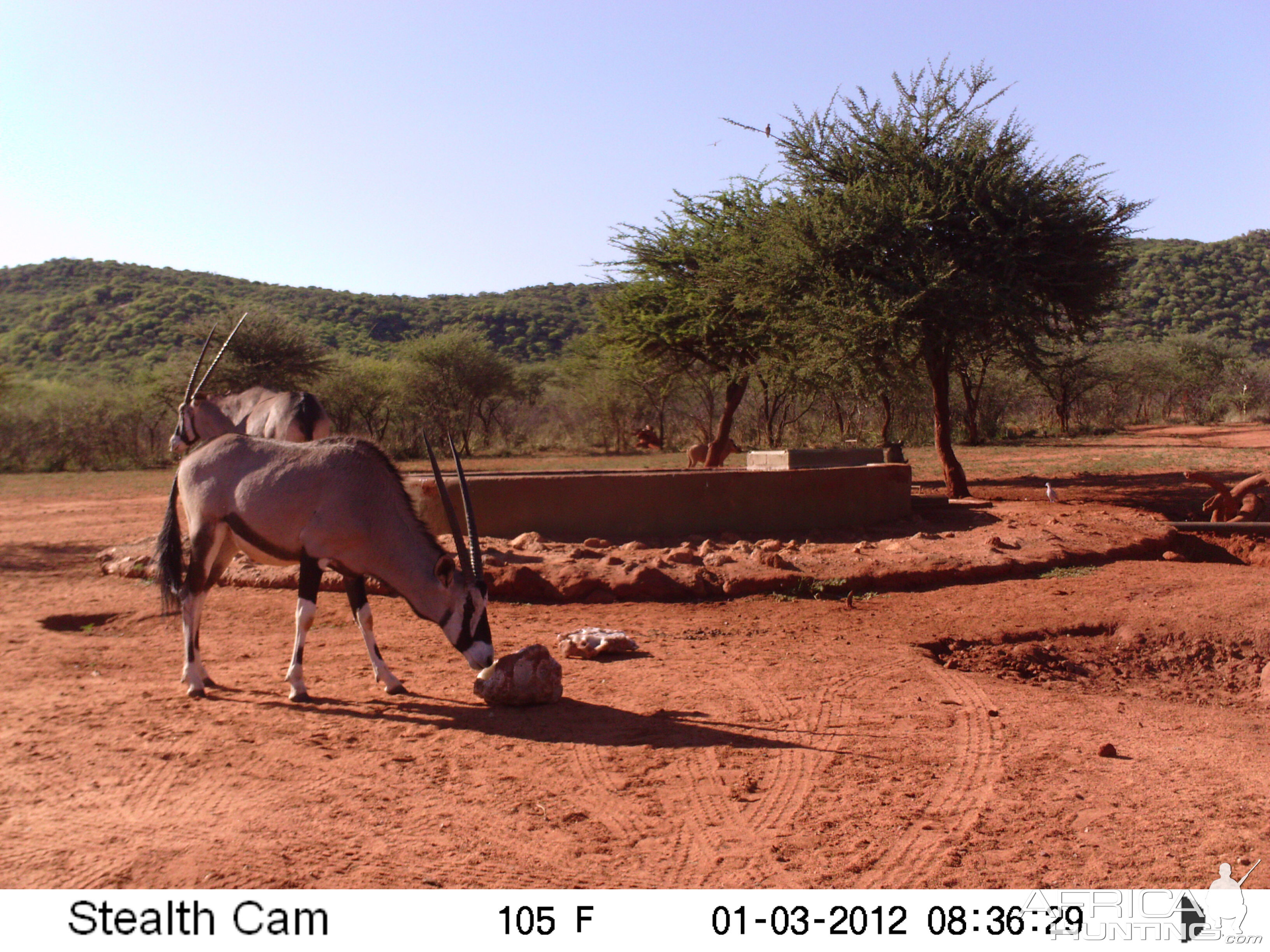 Trail Camera Namibia