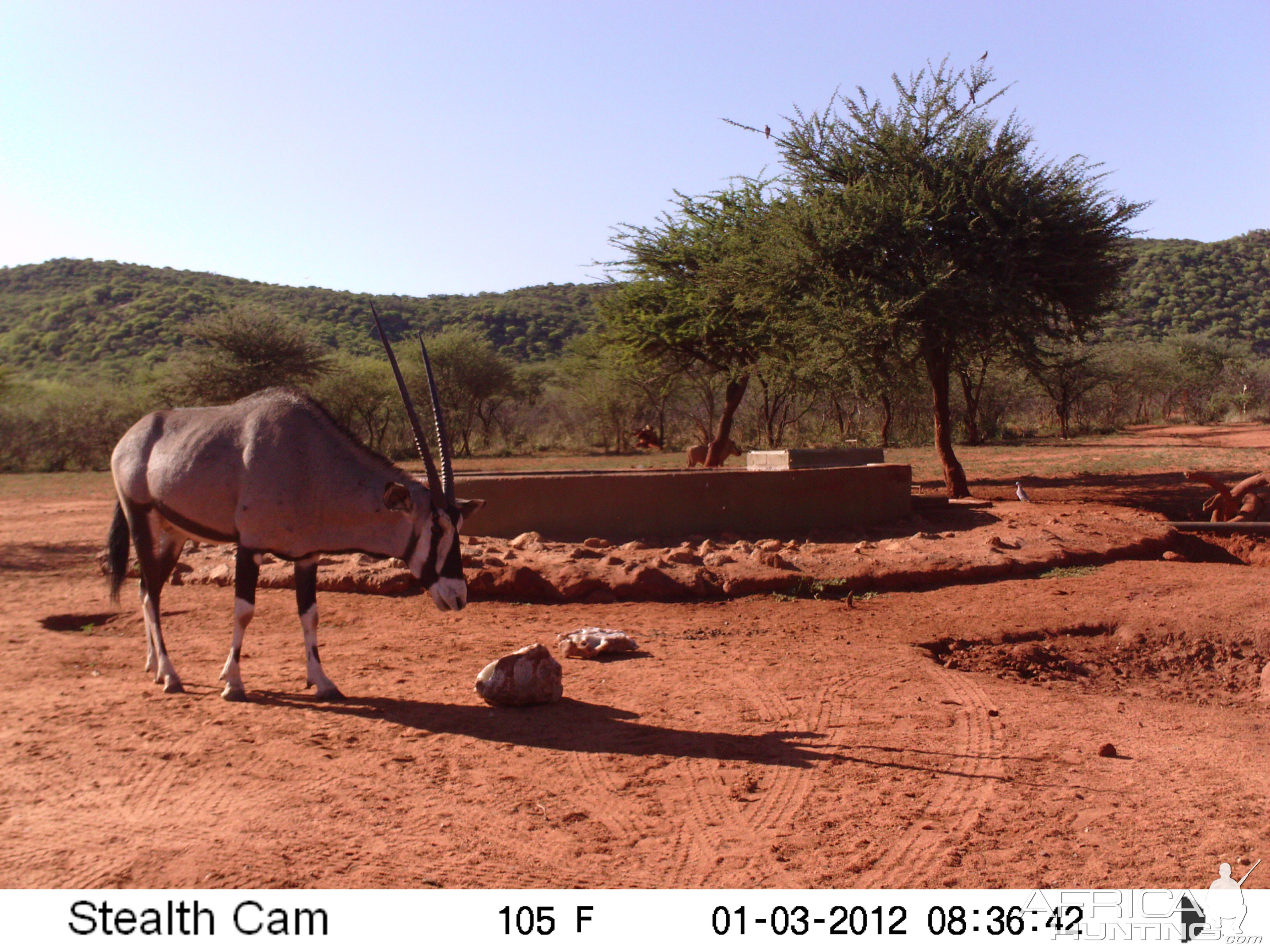 Trail Camera Namibia