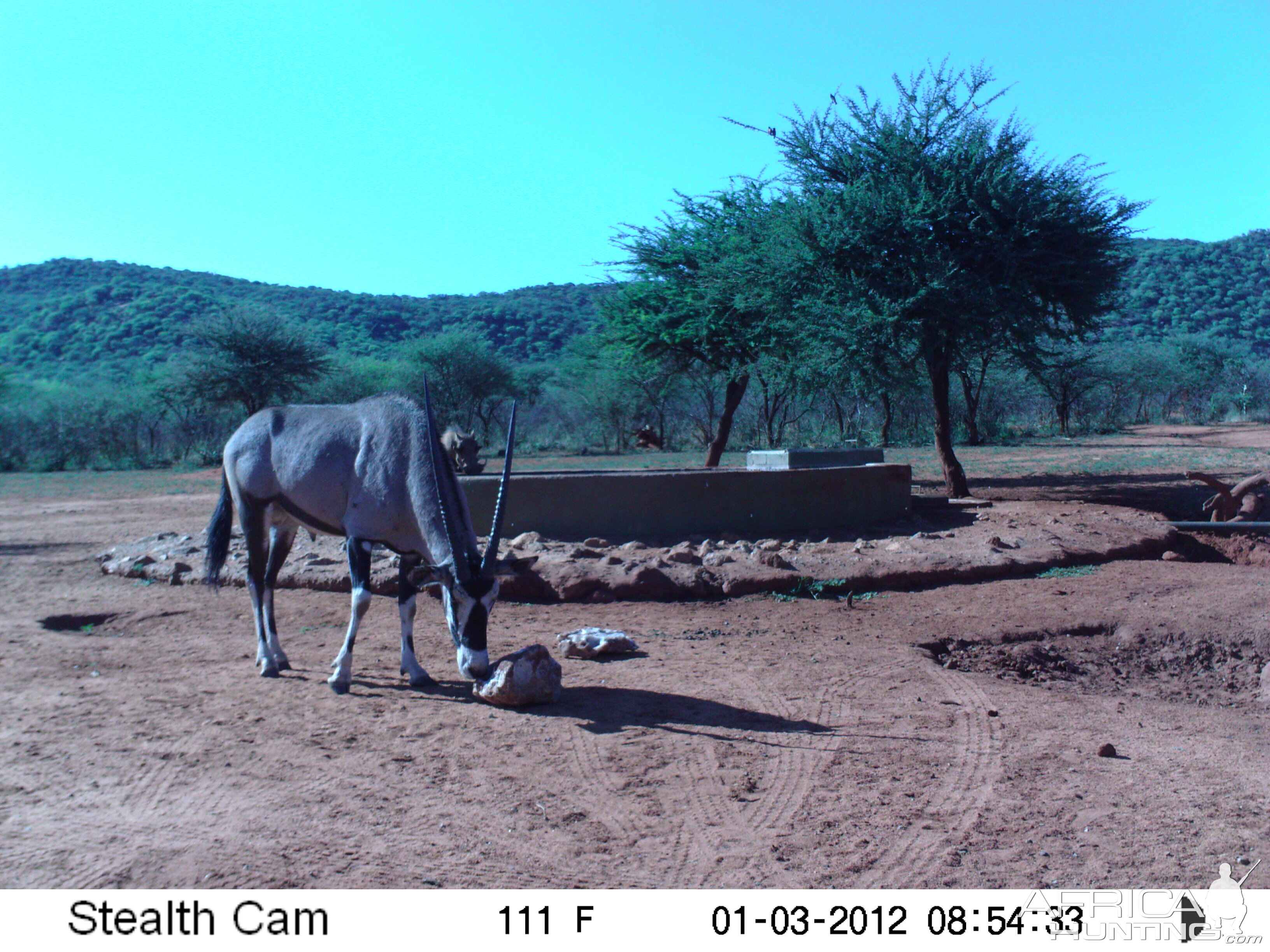 Trail Camera Namibia