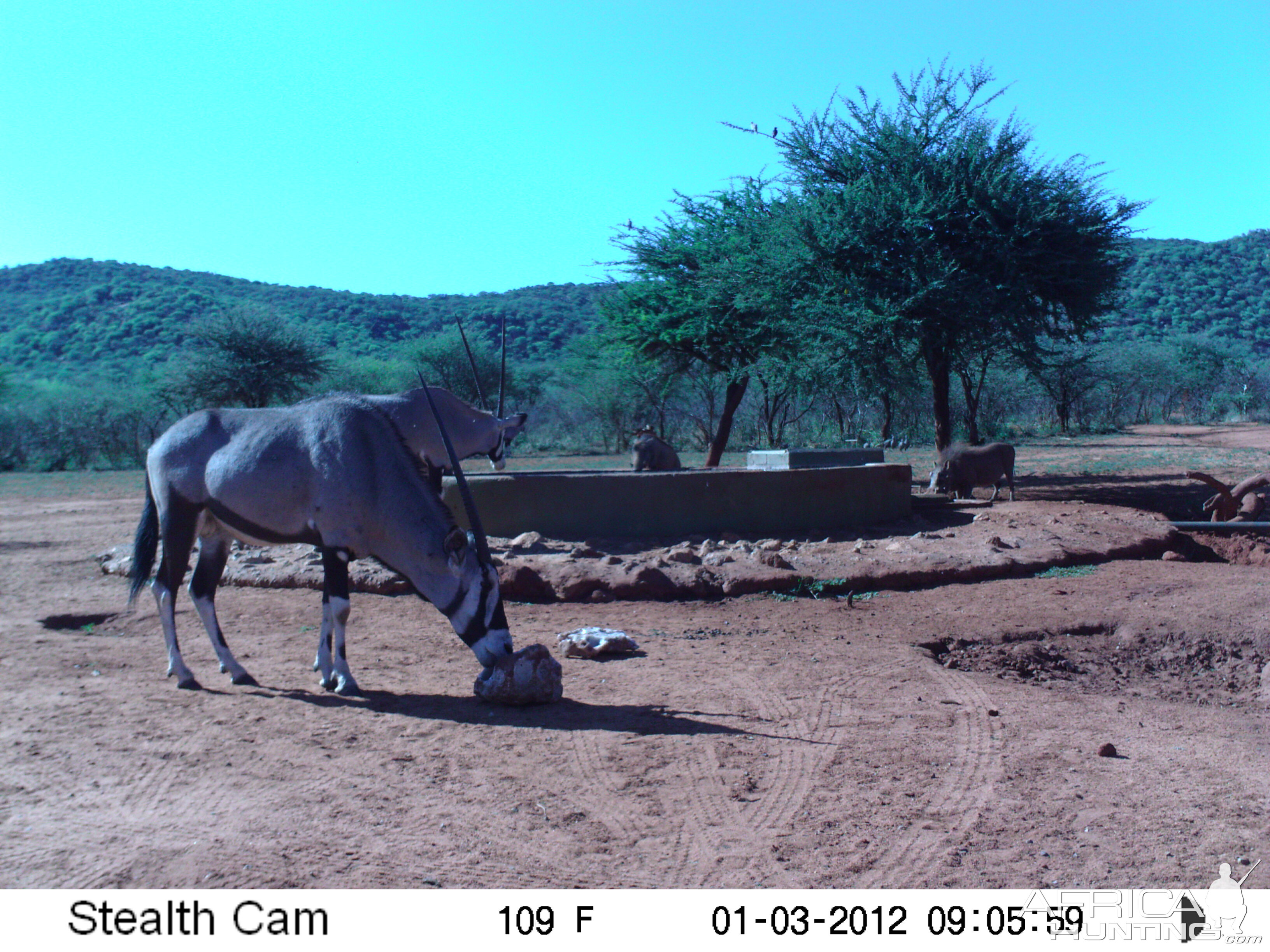 Trail Camera Namibia