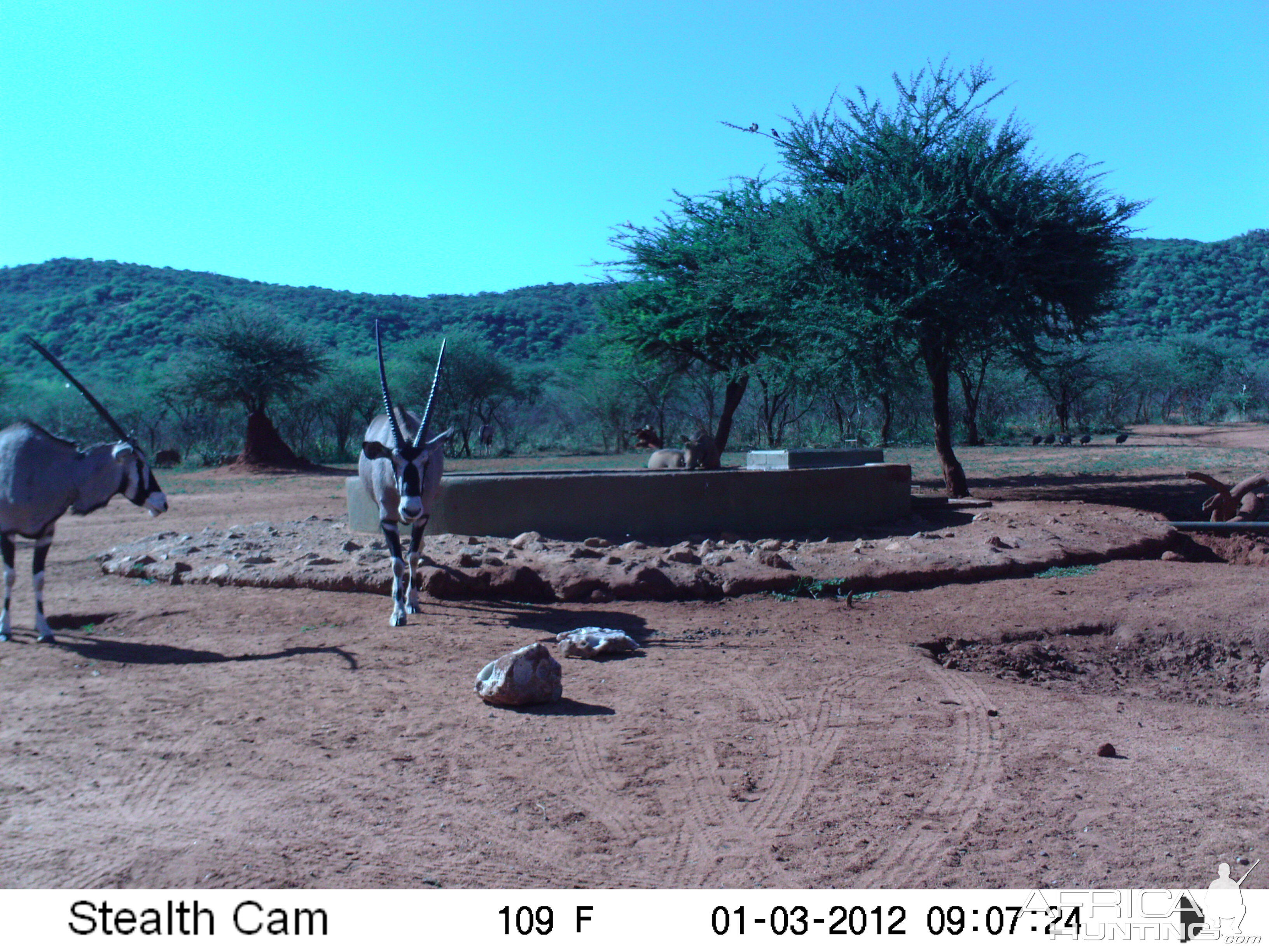 Trail Camera Namibia