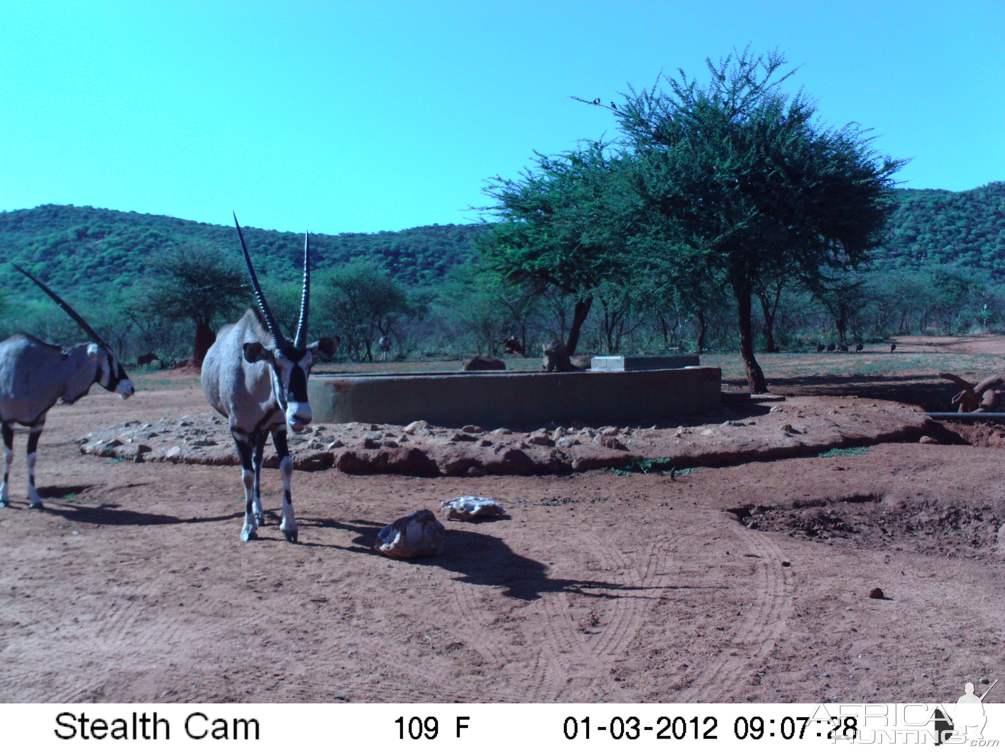 Trail Camera Namibia