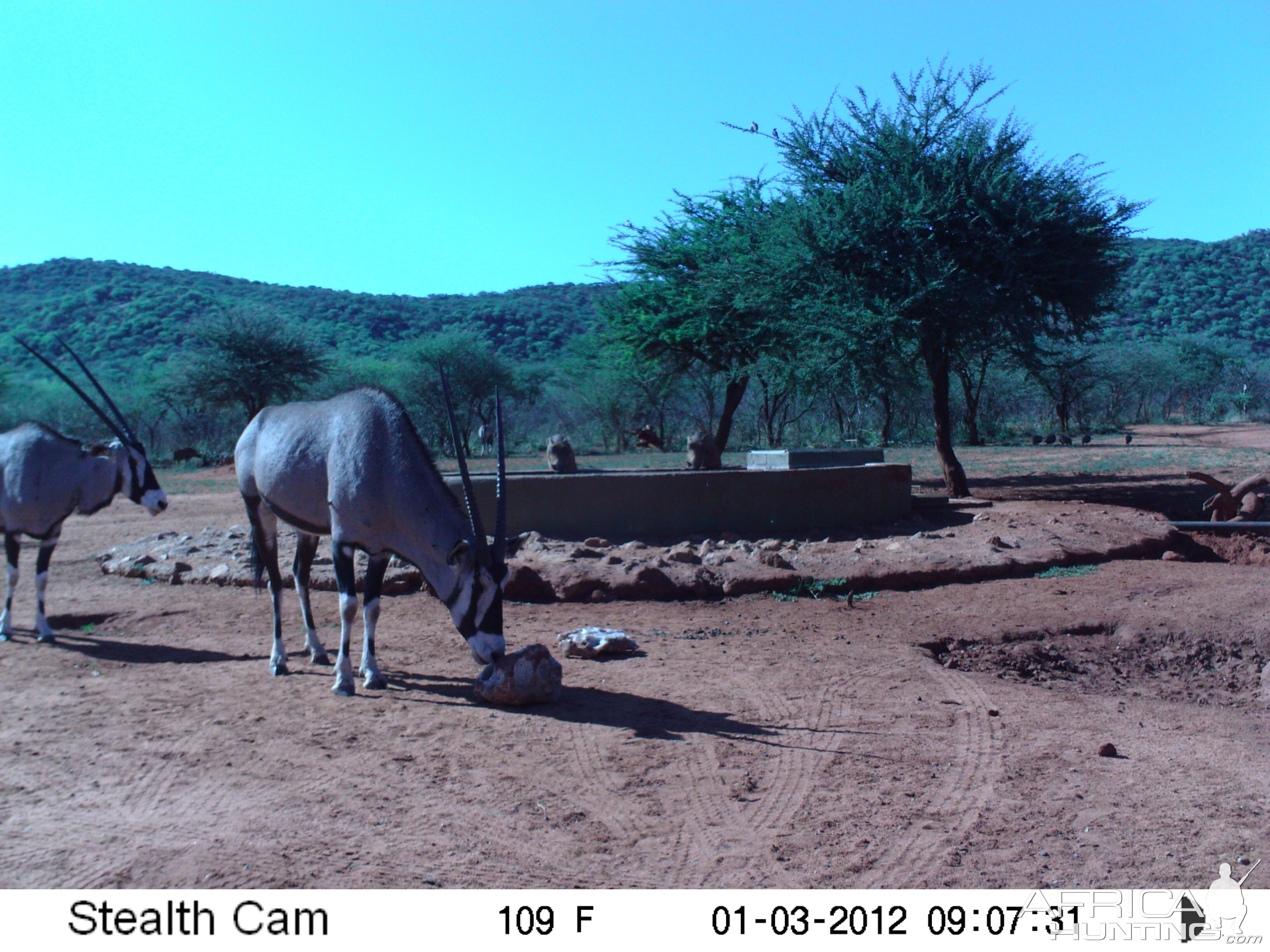 Trail Camera Namibia