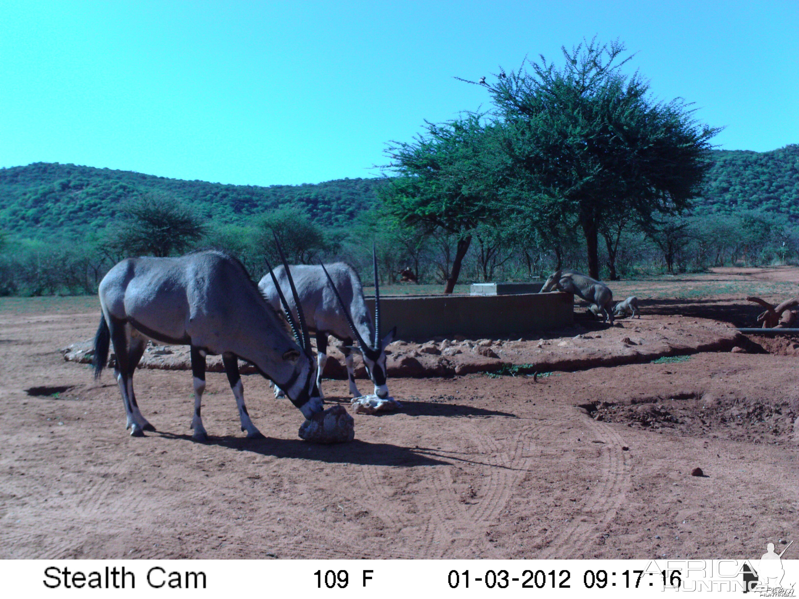 Trail Camera Namibia