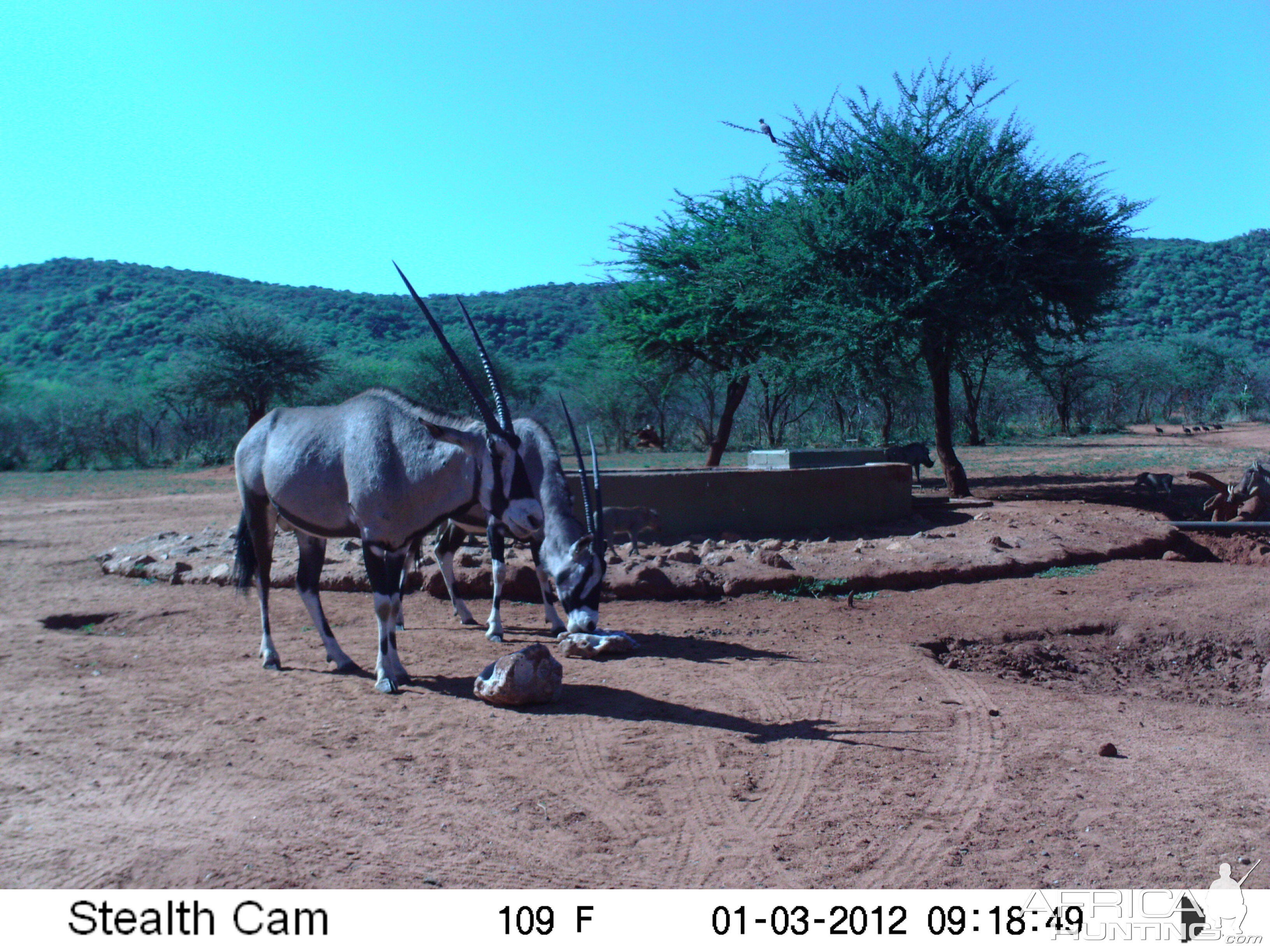 Trail Camera Namibia