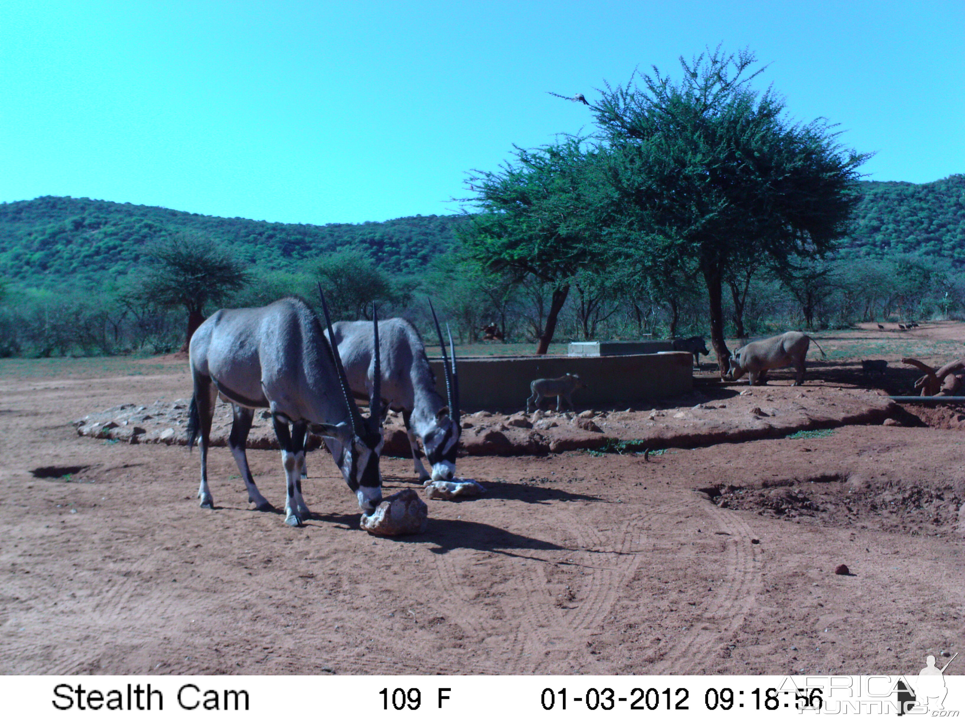 Trail Camera Namibia