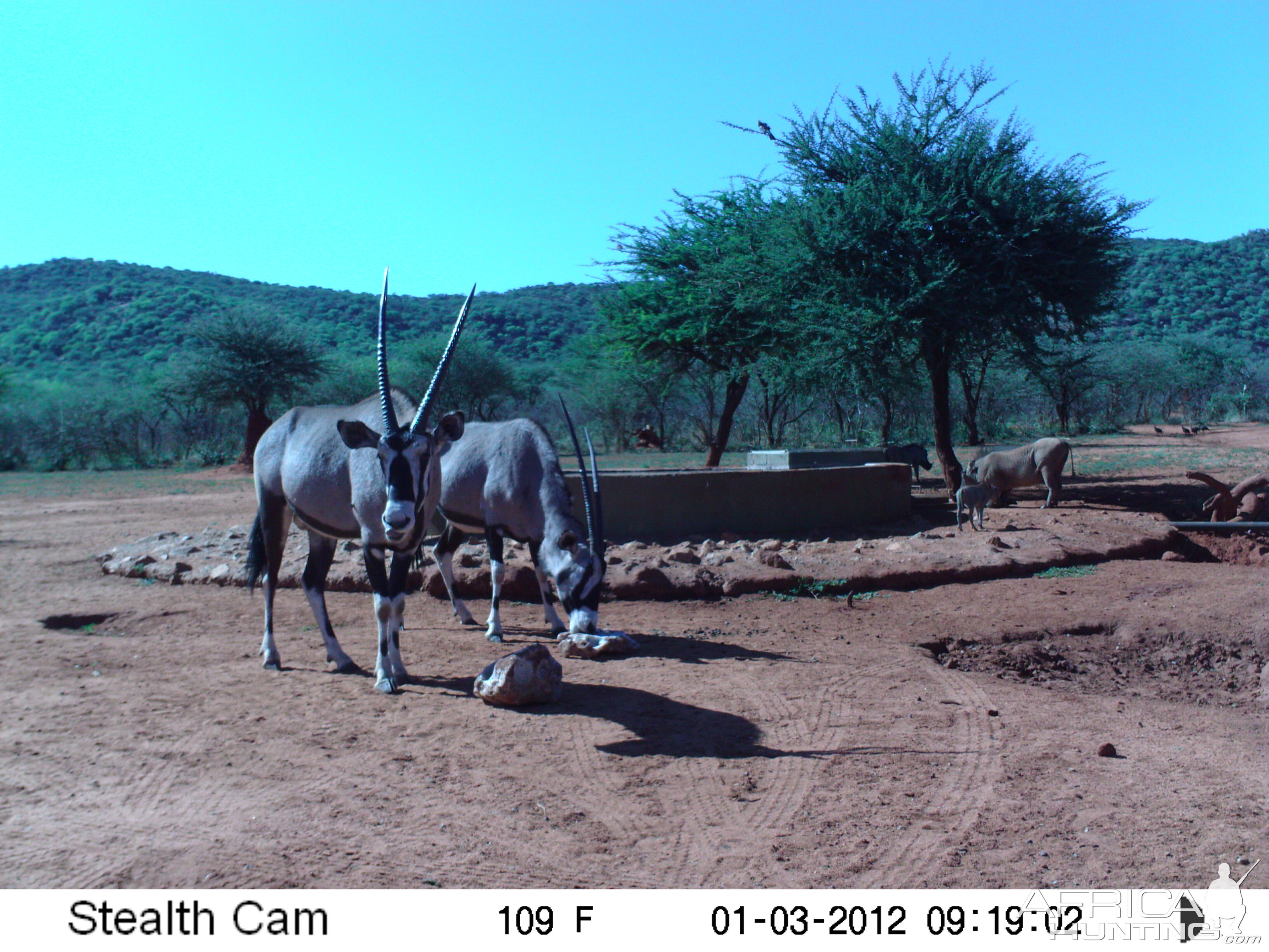 Trail Camera Namibia