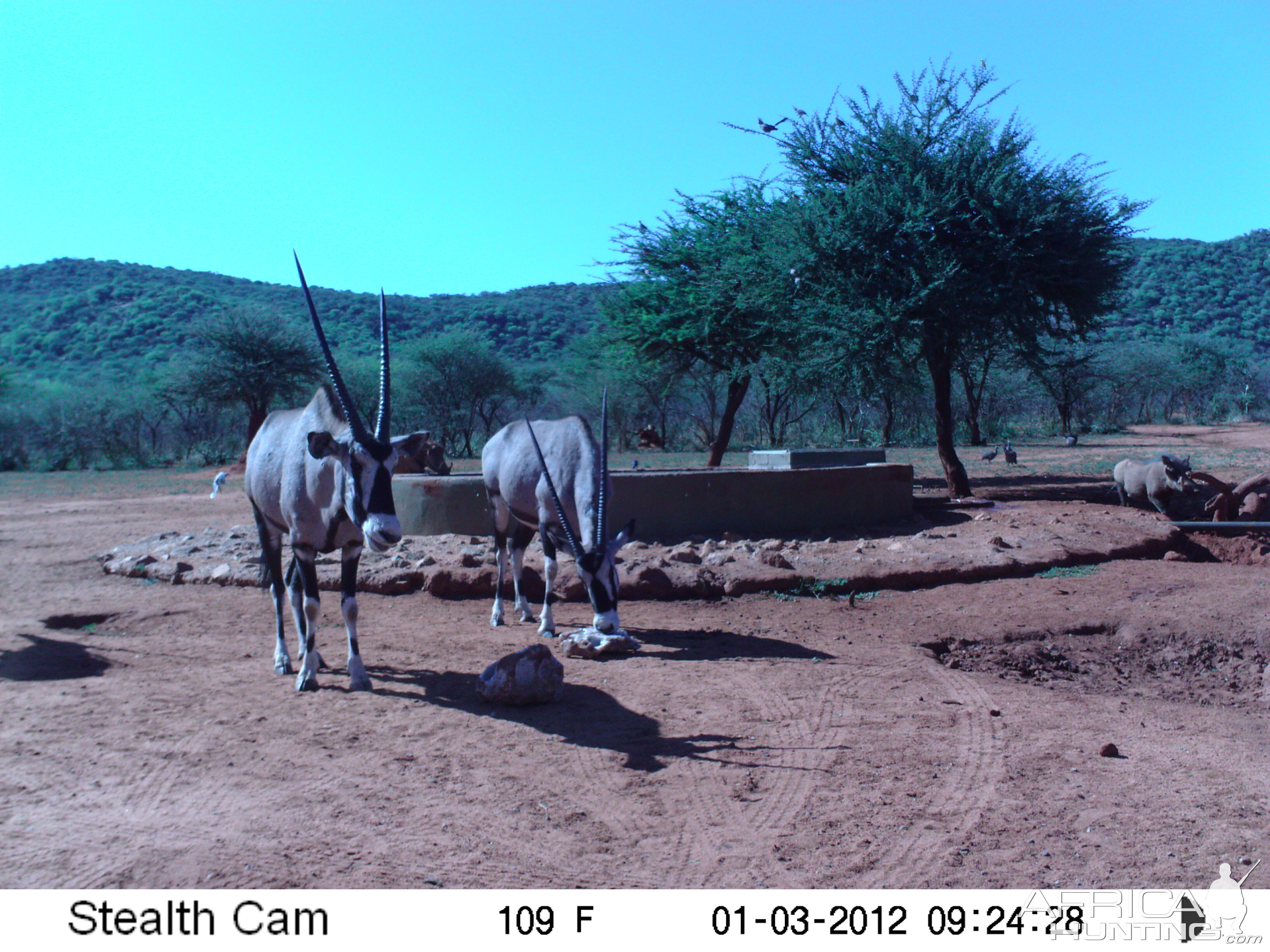 Trail Camera Namibia