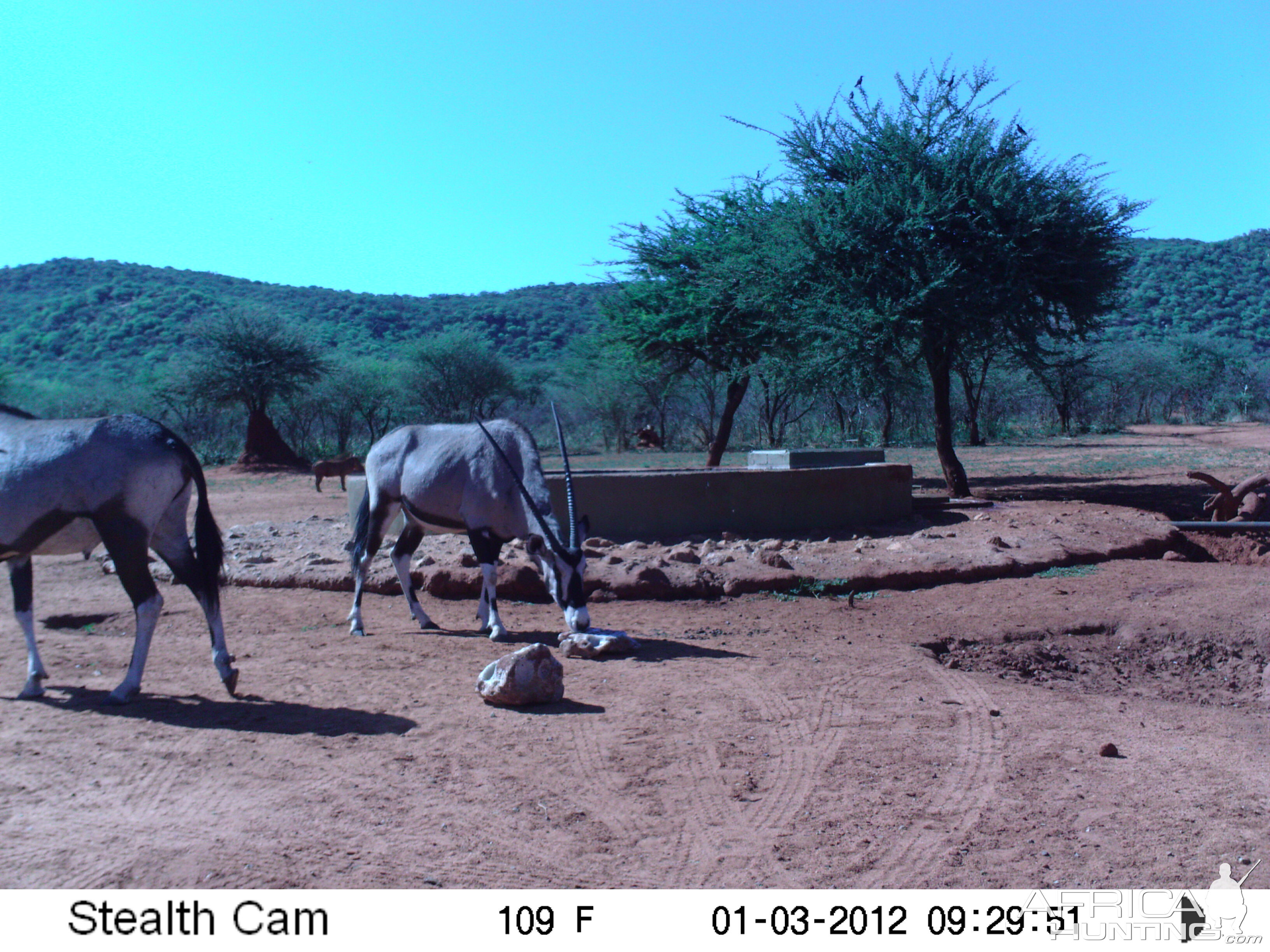 Trail Camera Namibia