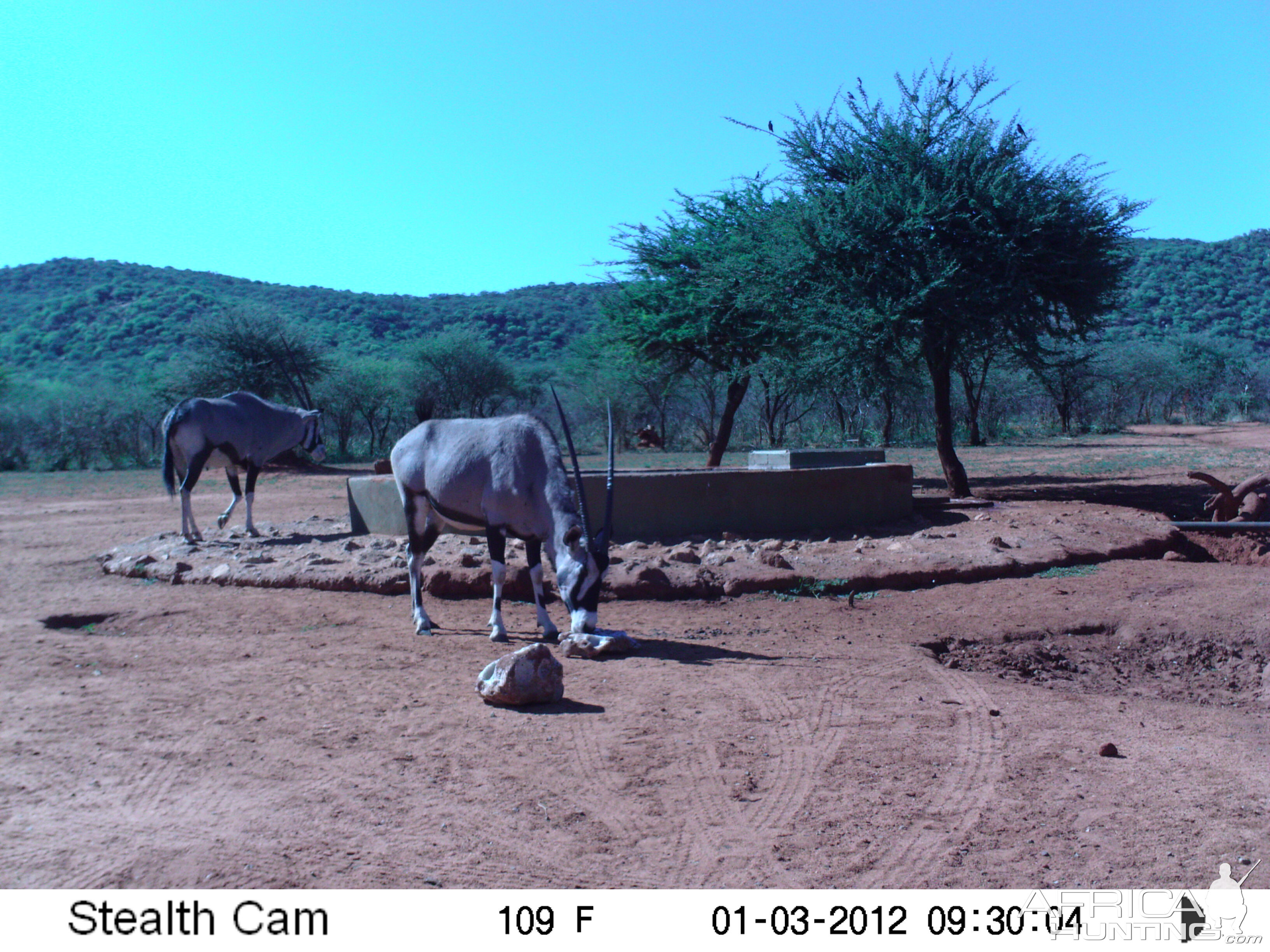 Trail Camera Namibia