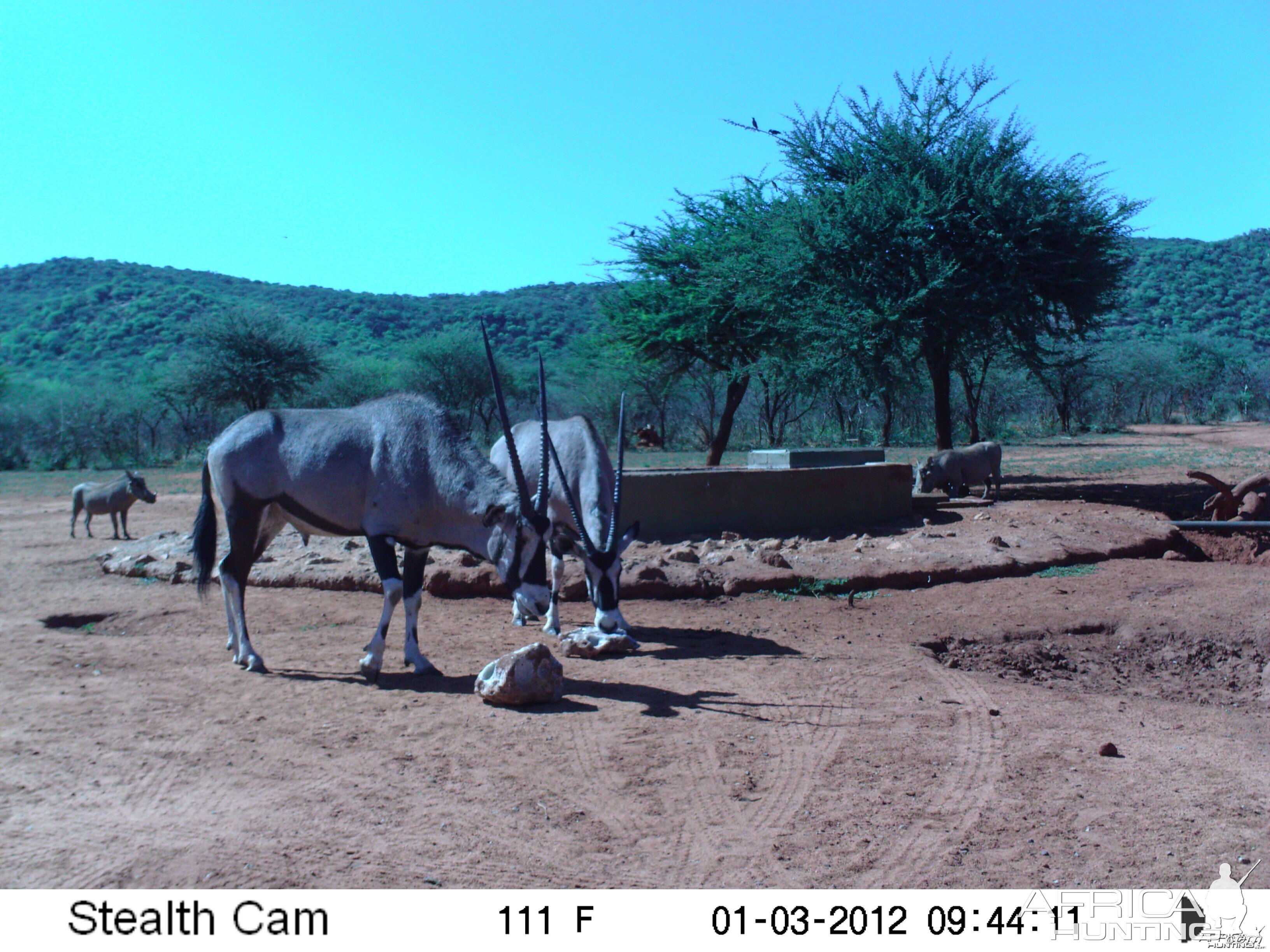 Trail Camera Namibia