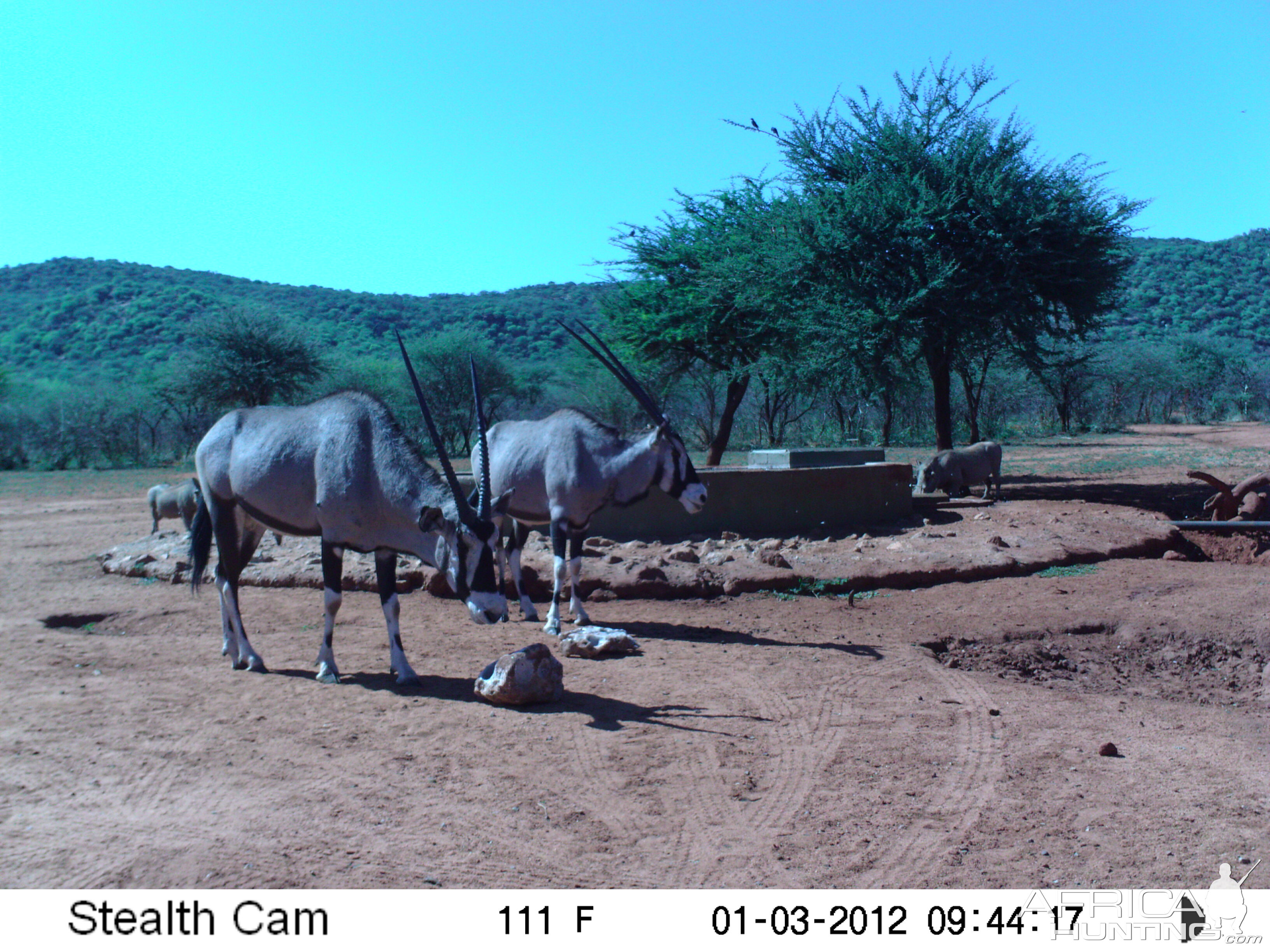 Trail Camera Namibia