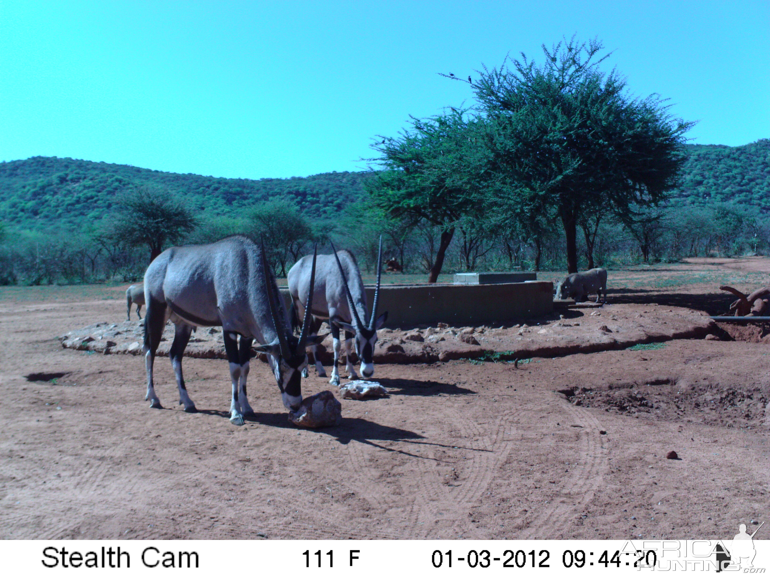 Trail Camera Namibia