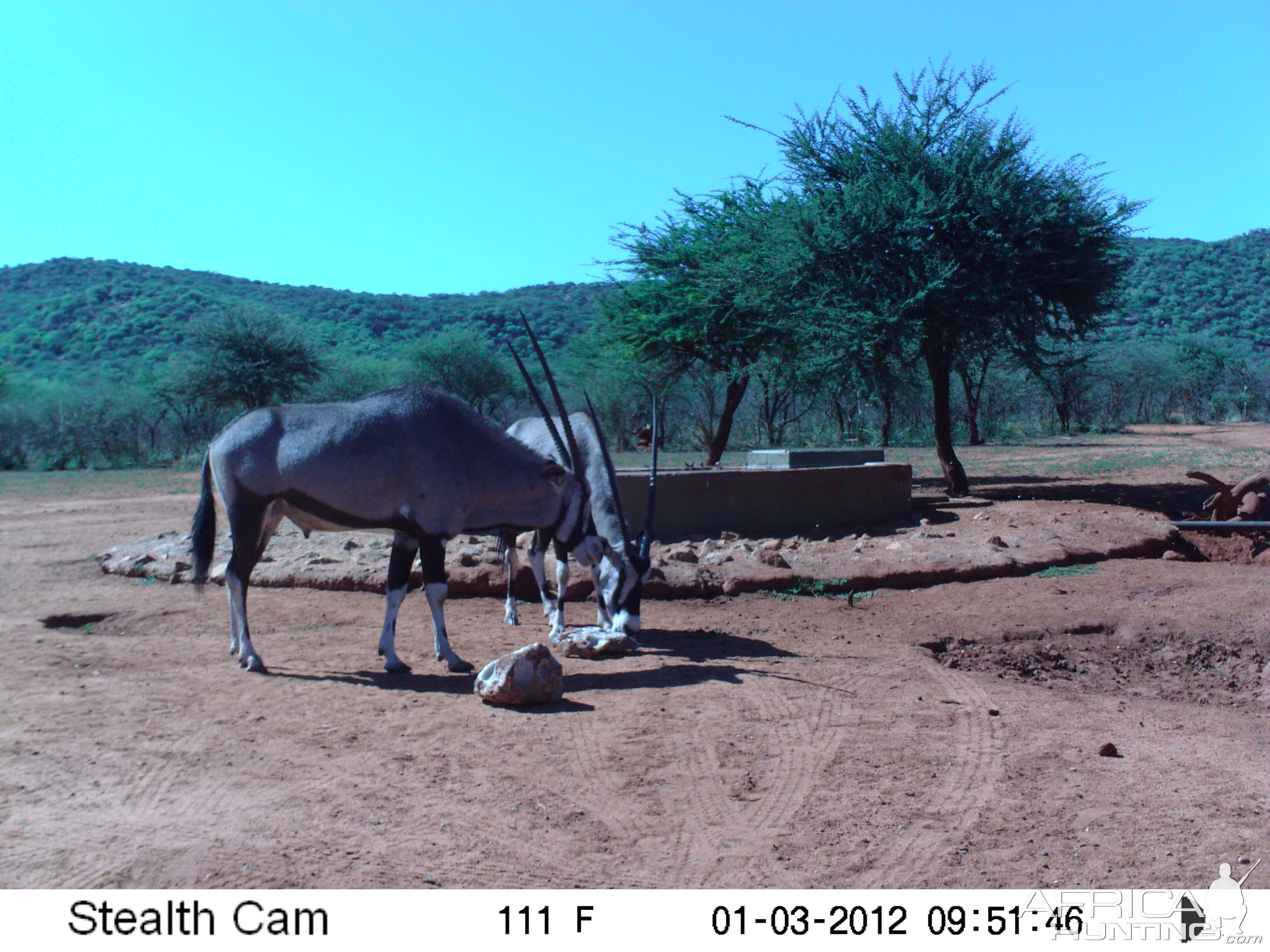 Trail Camera Namibia