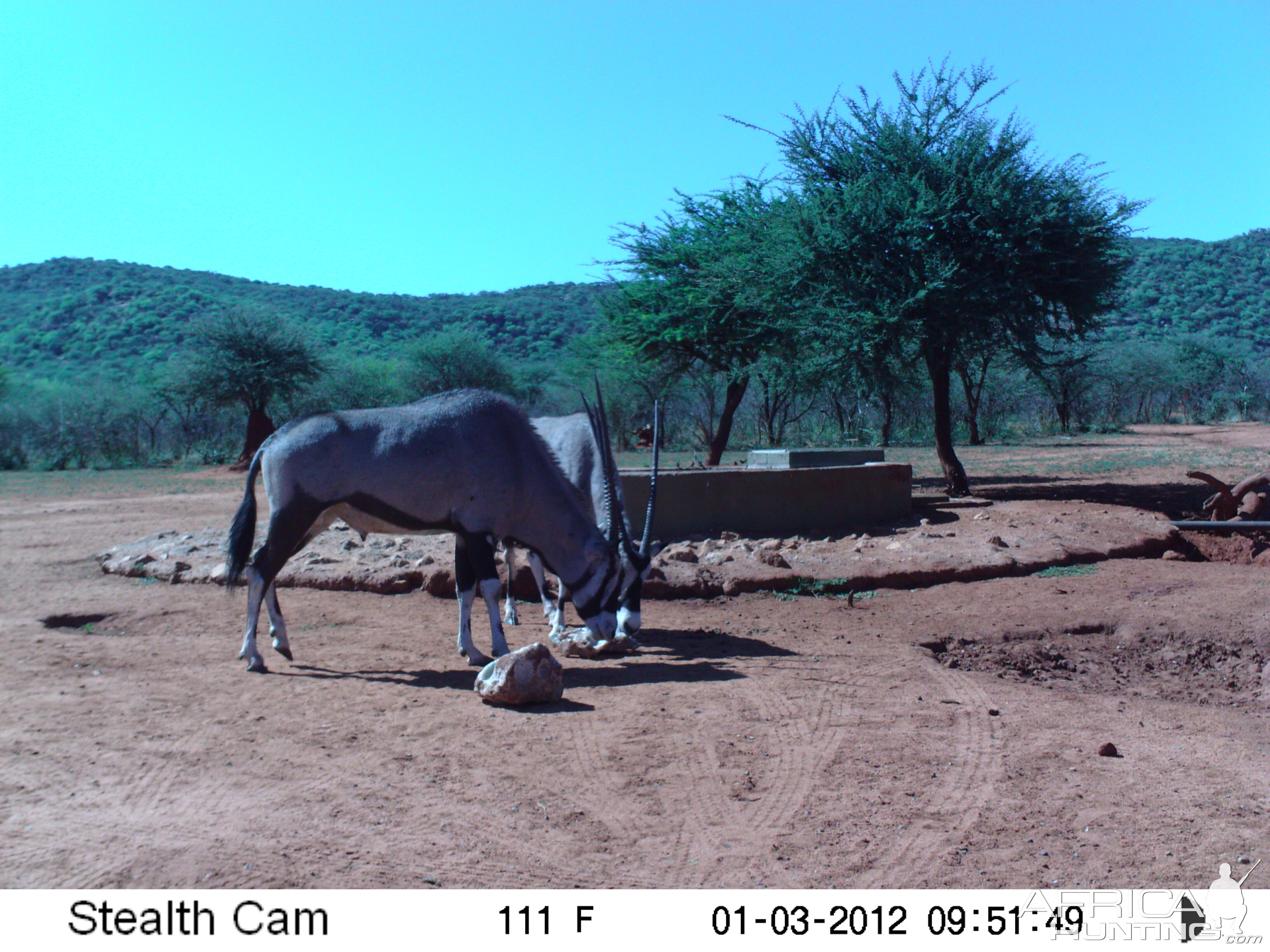 Trail Camera Namibia