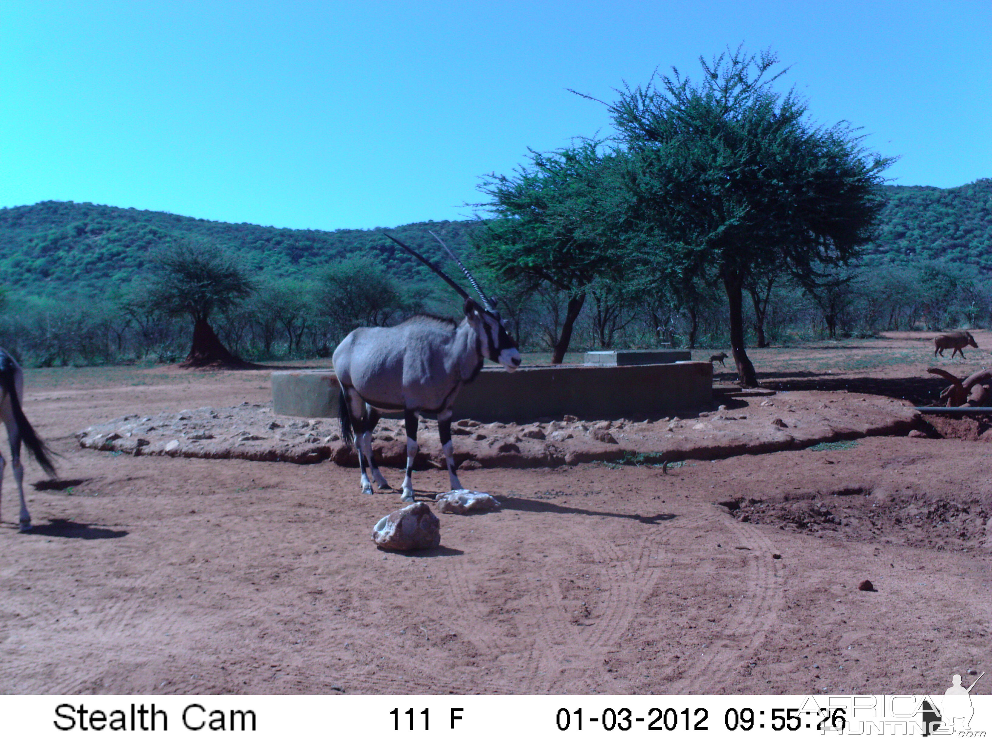 Trail Camera Namibia