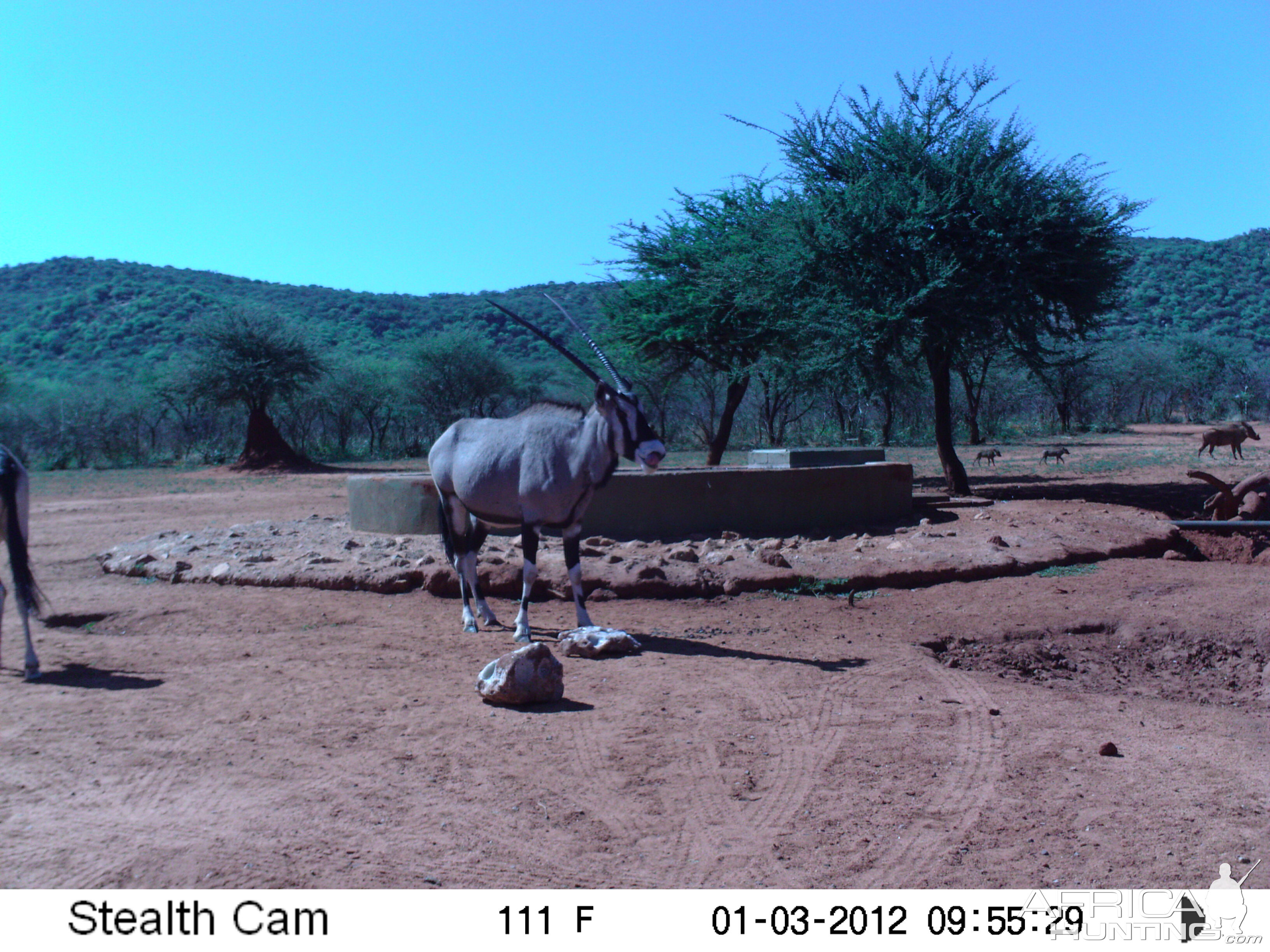 Trail Camera Namibia