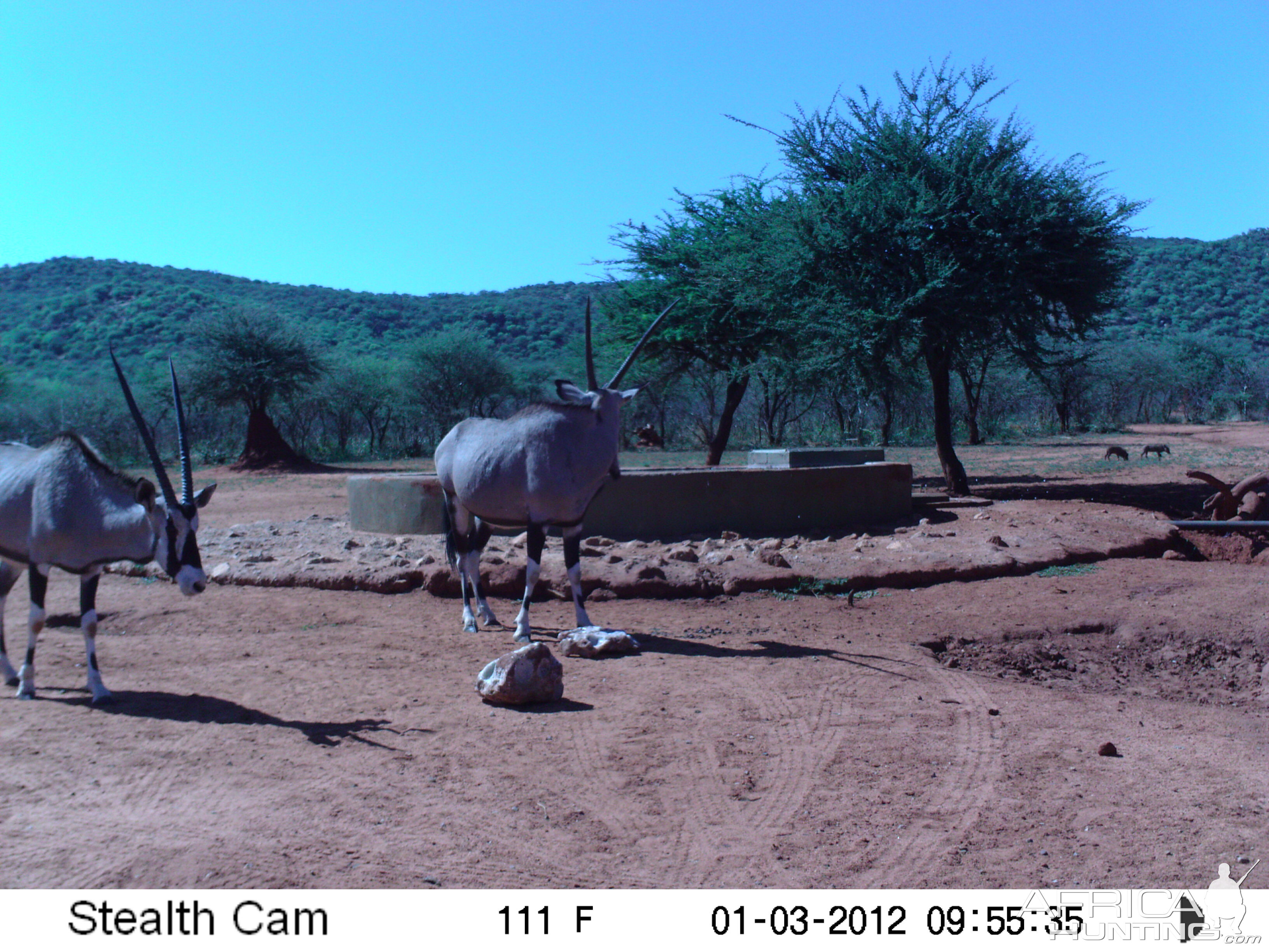 Trail Camera Namibia