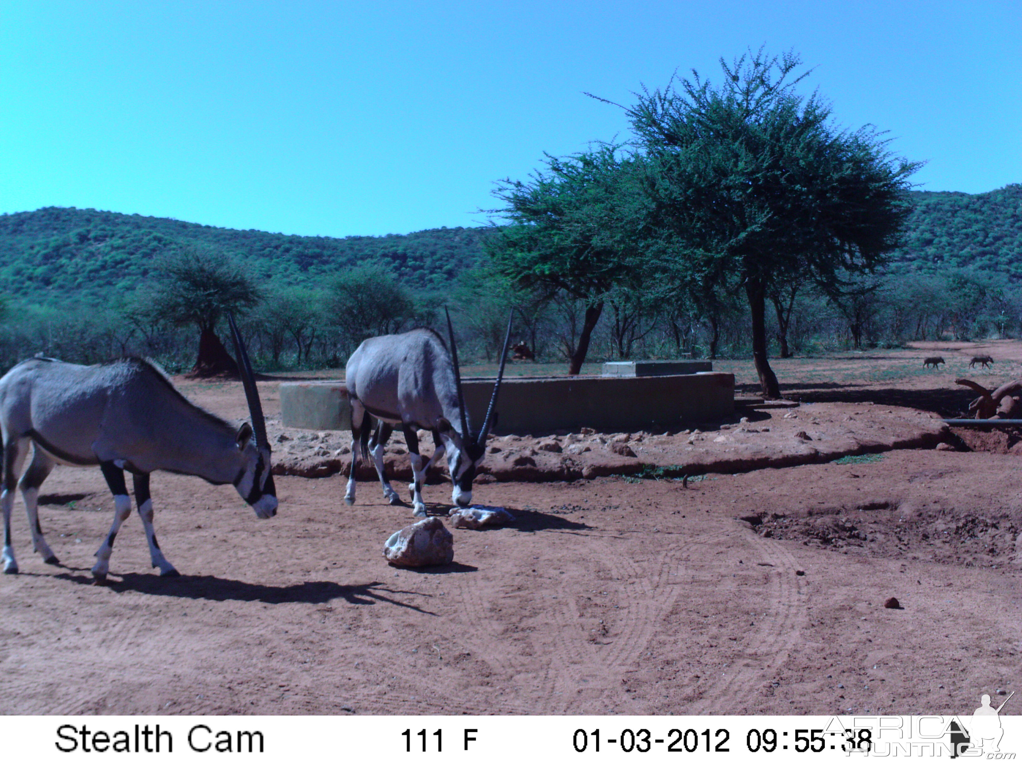 Trail Camera Namibia