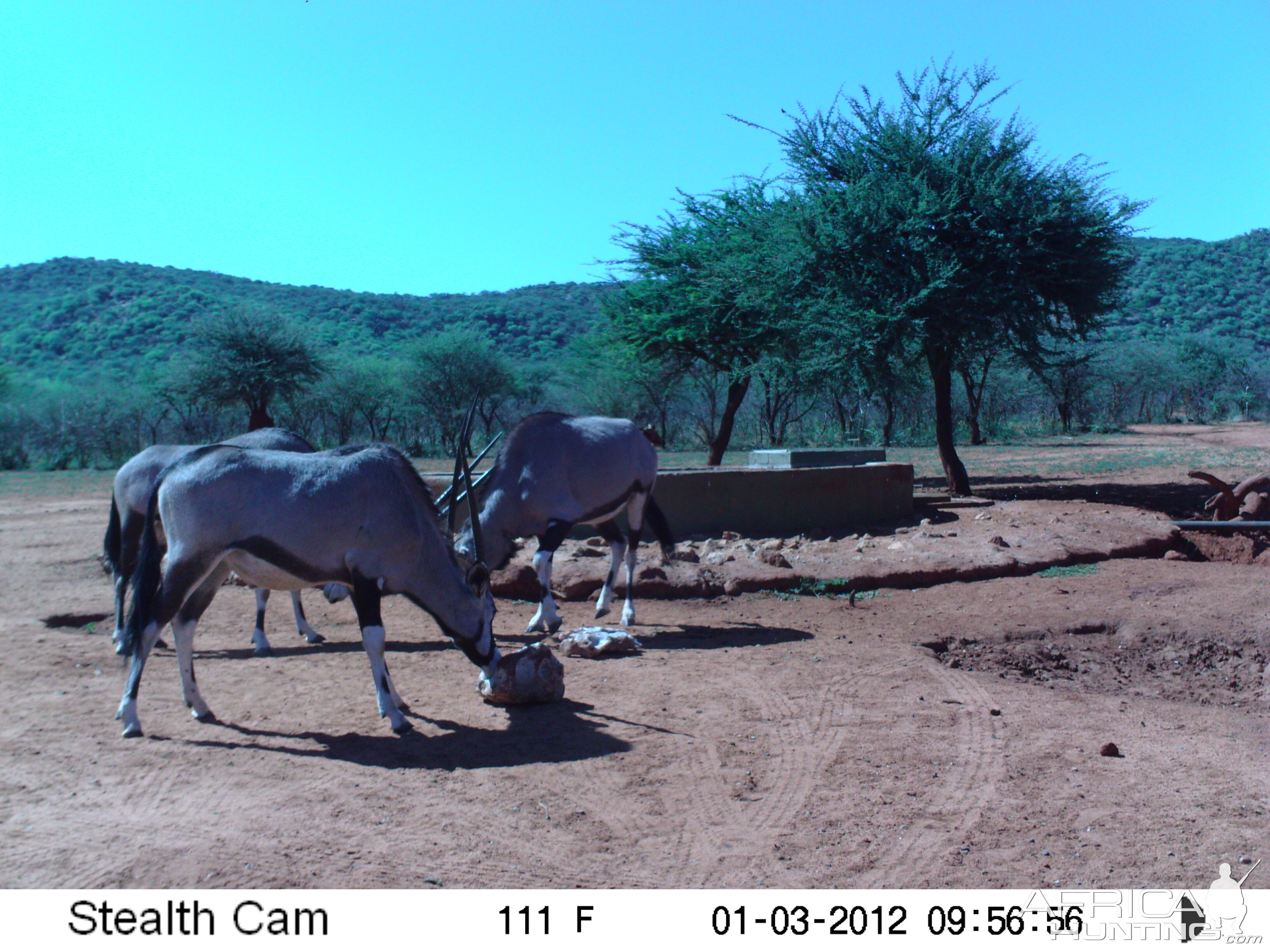 Trail Camera Namibia