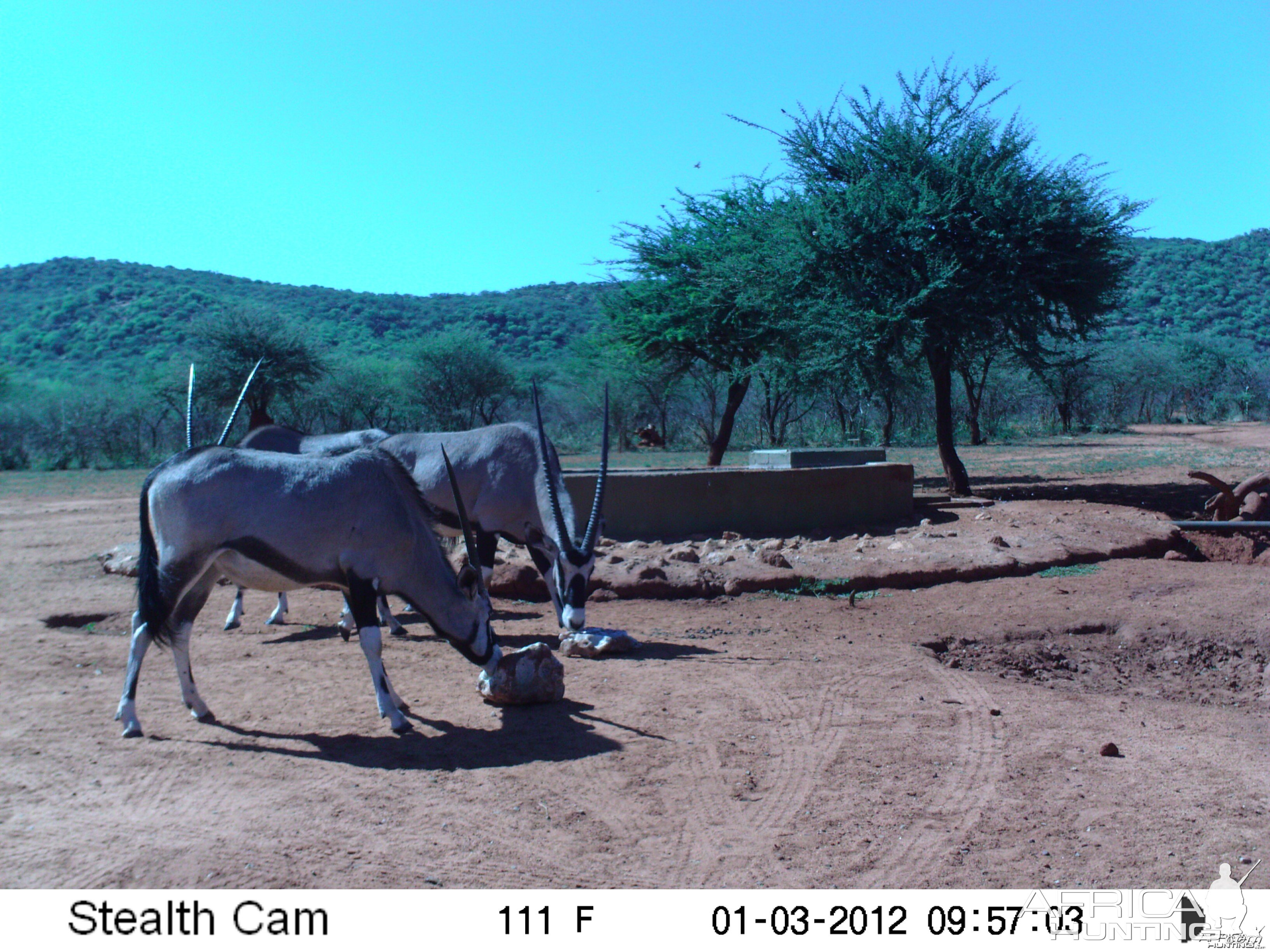 Trail Camera Namibia