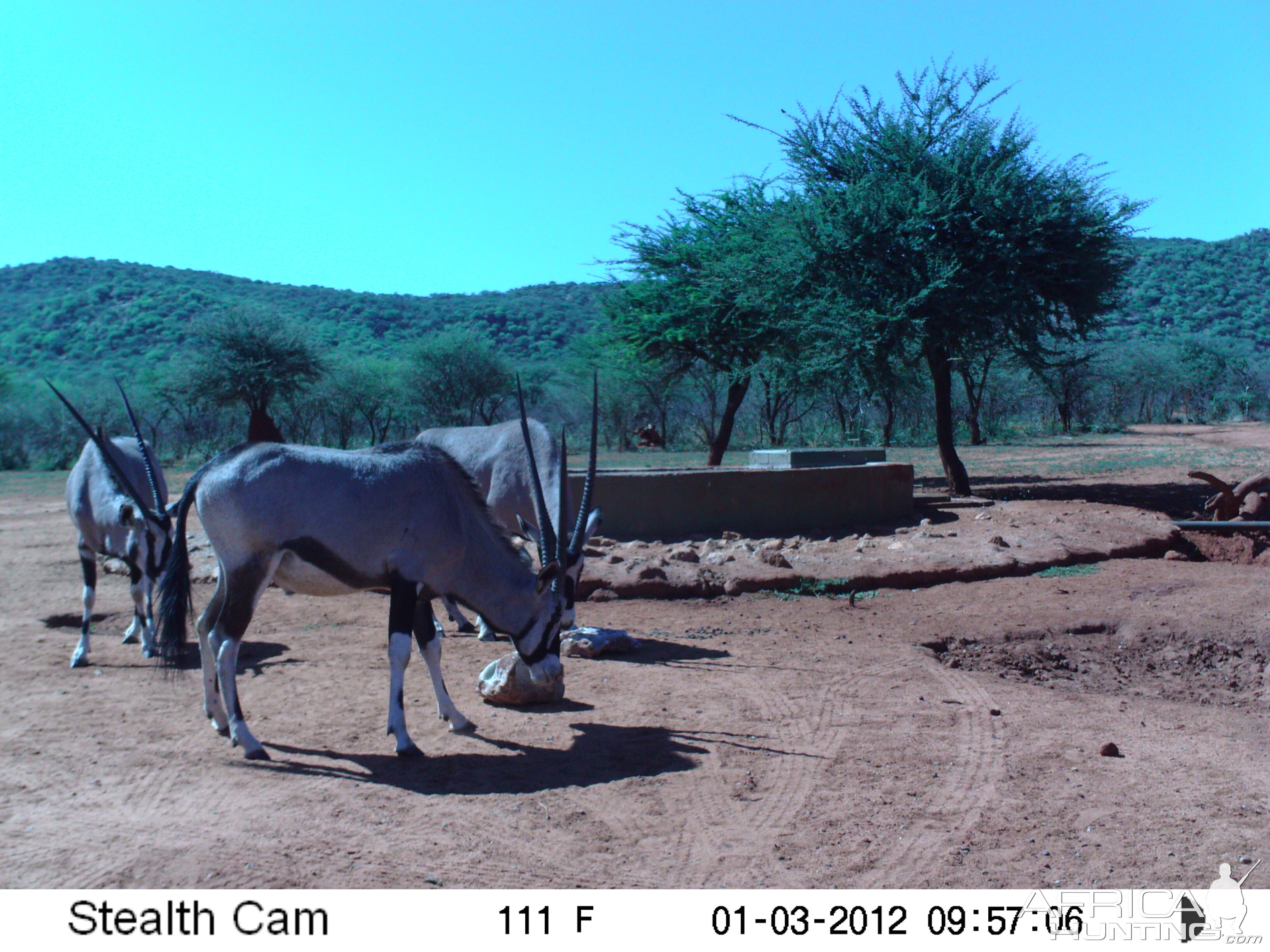 Trail Camera Namibia