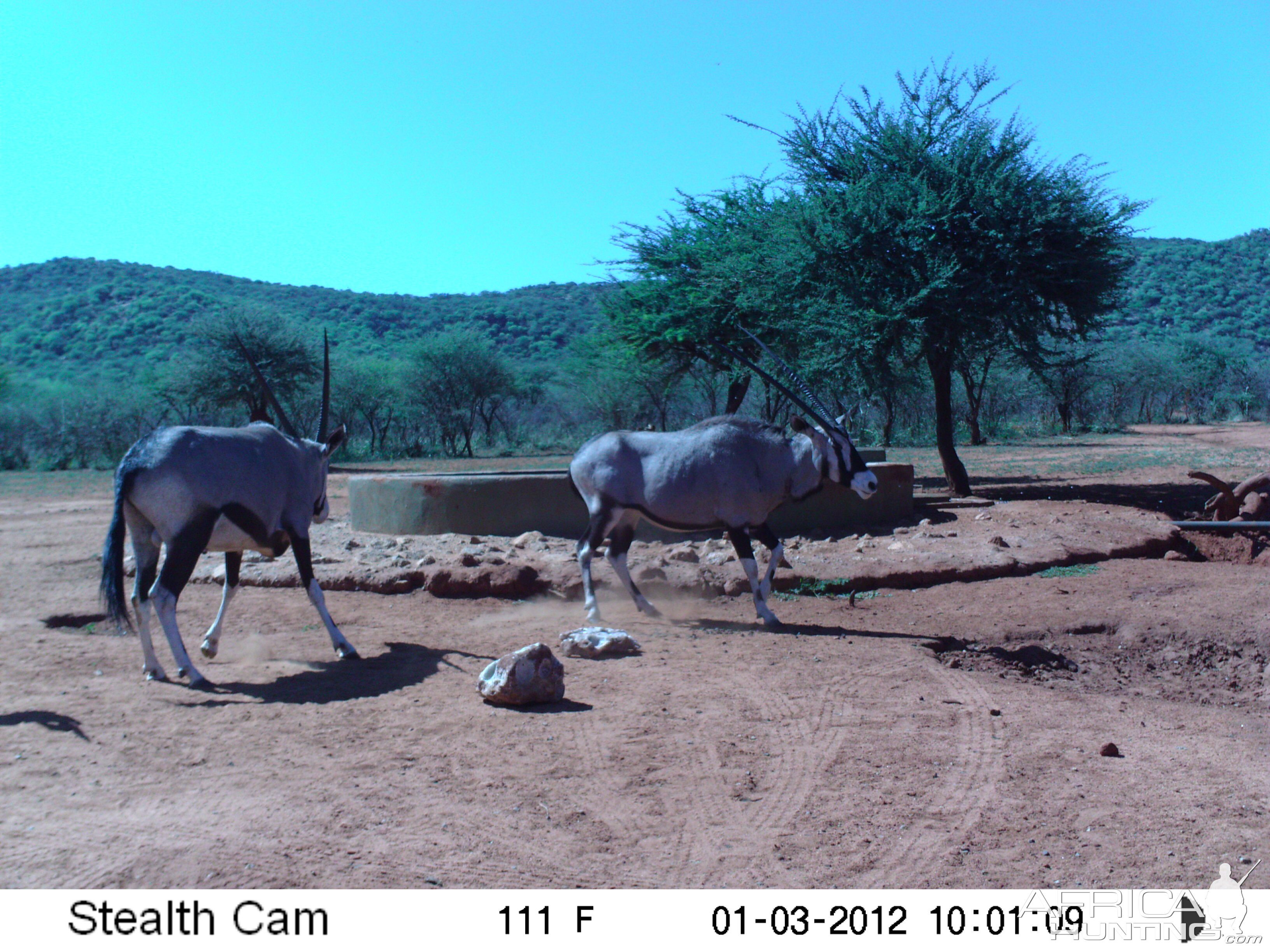 Trail Camera Namibia