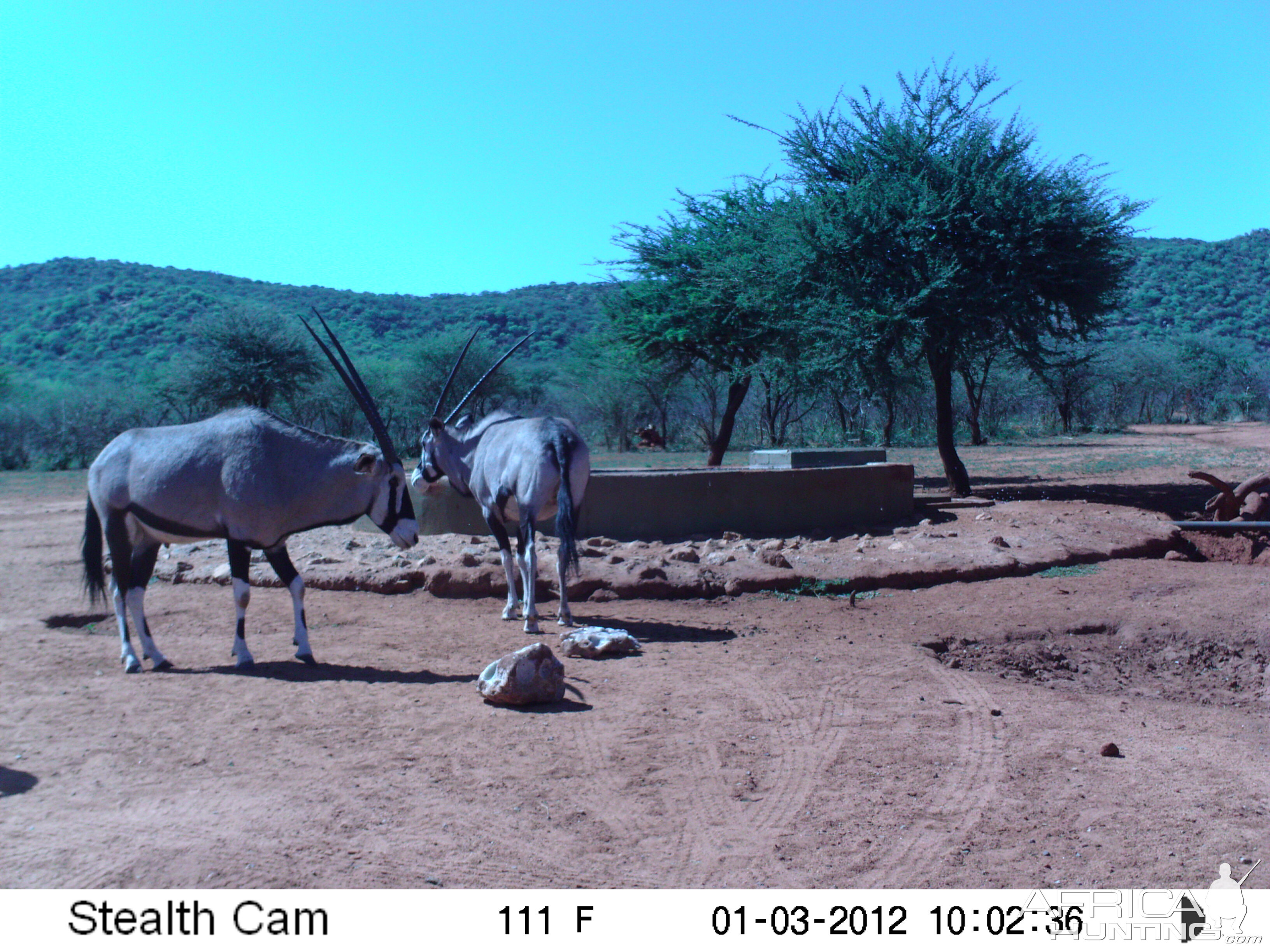 Trail Camera Namibia