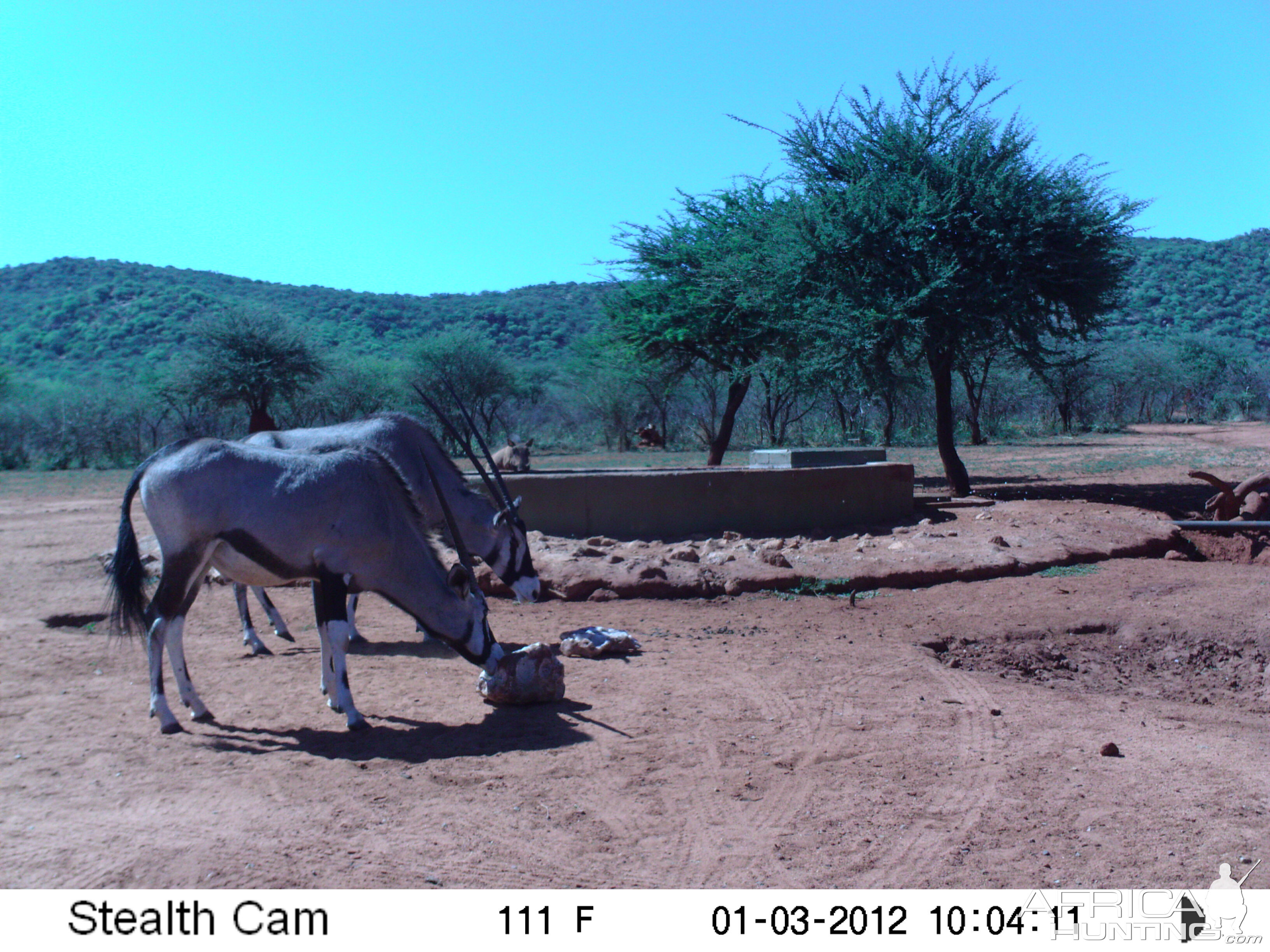 Trail Camera Namibia