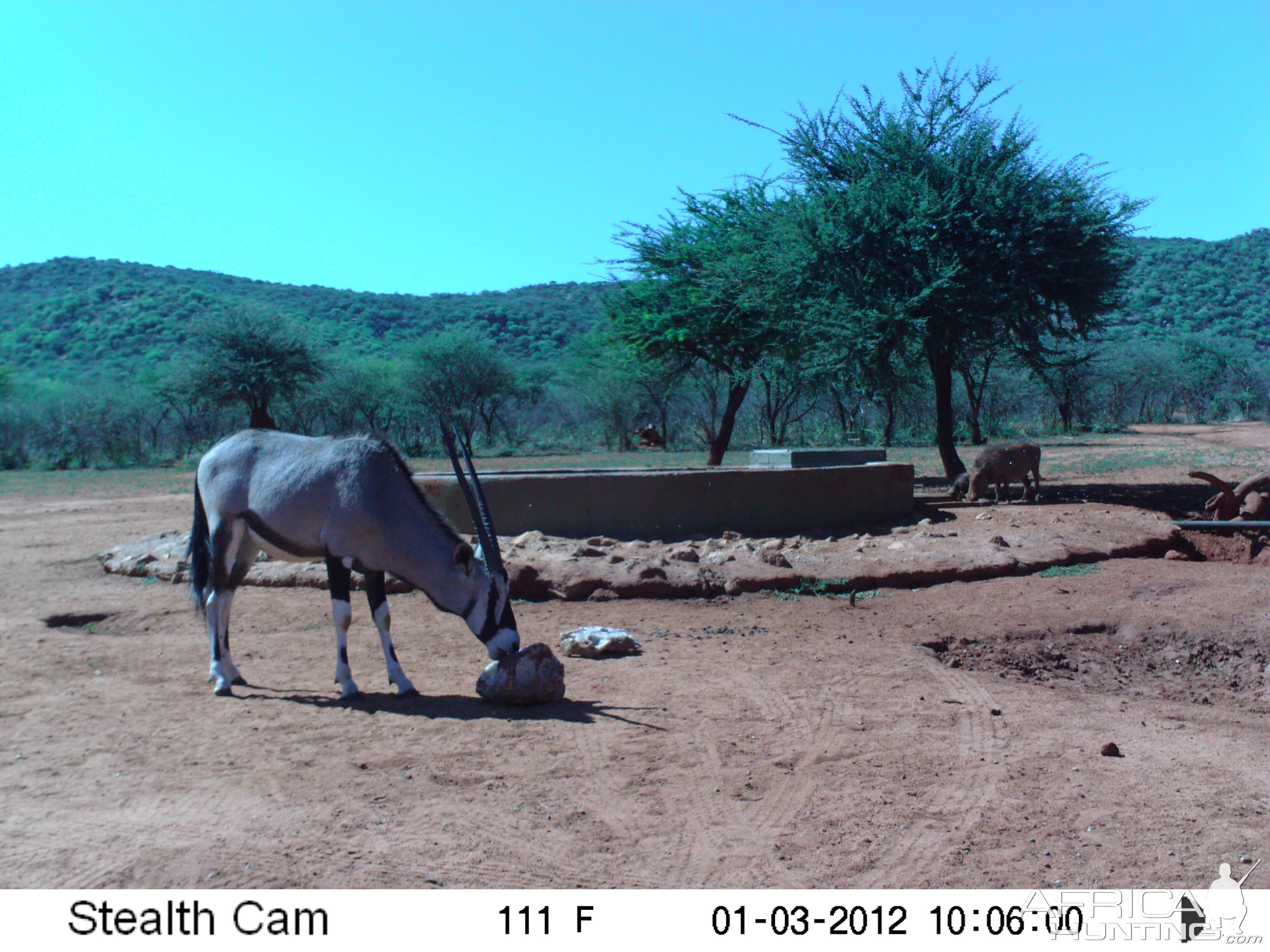 Trail Camera Namibia