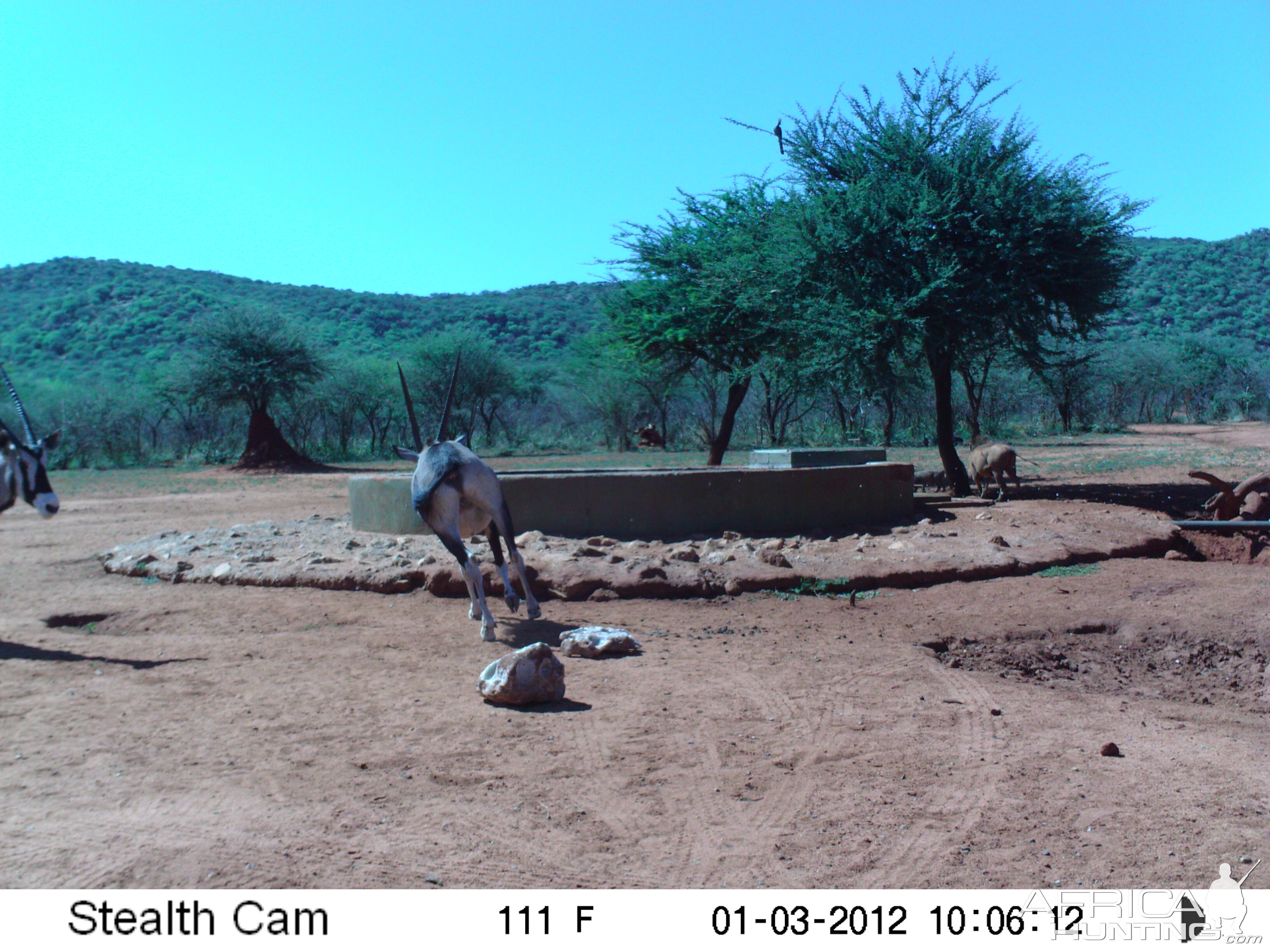 Trail Camera Namibia