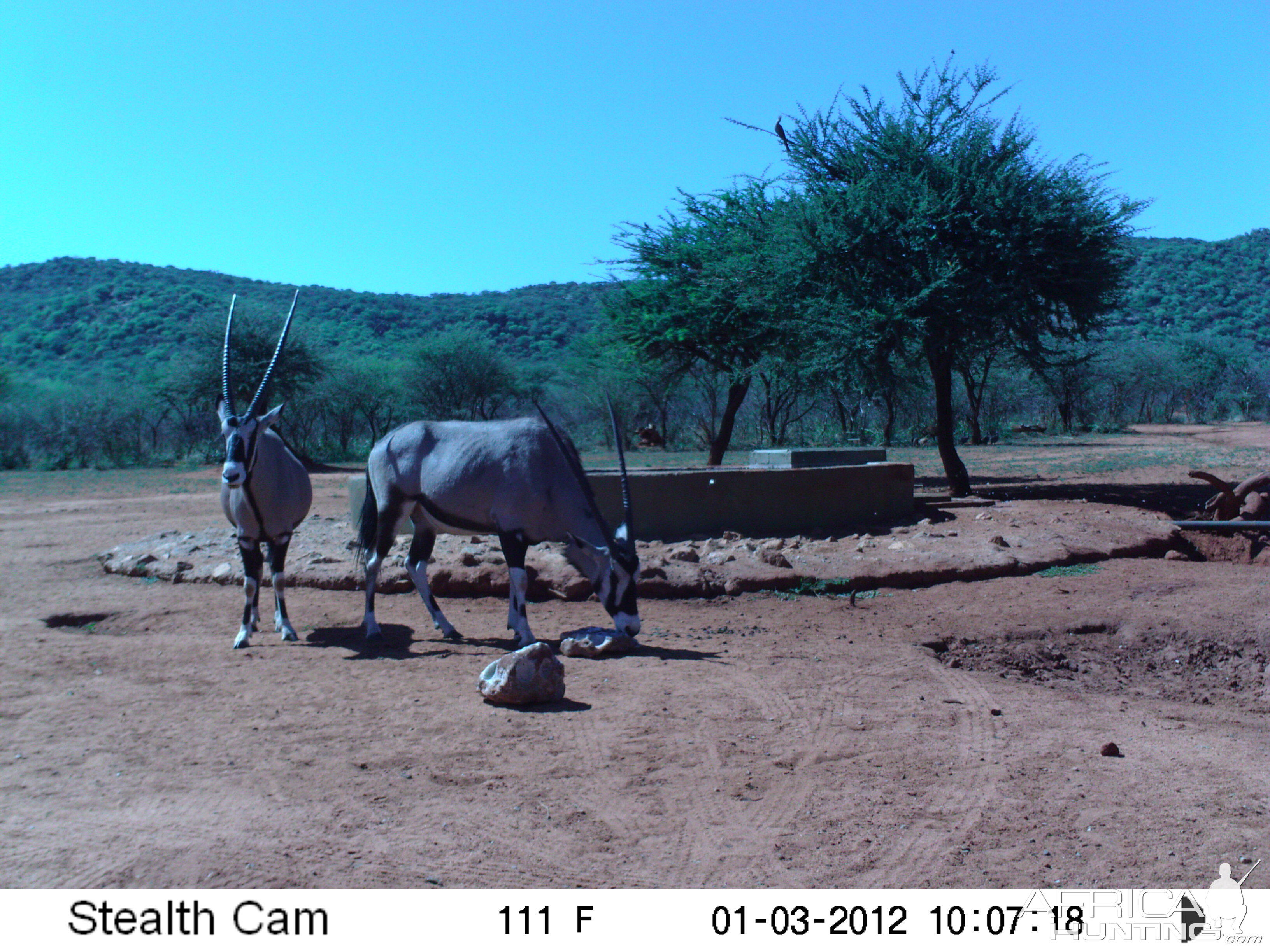 Trail Camera Namibia