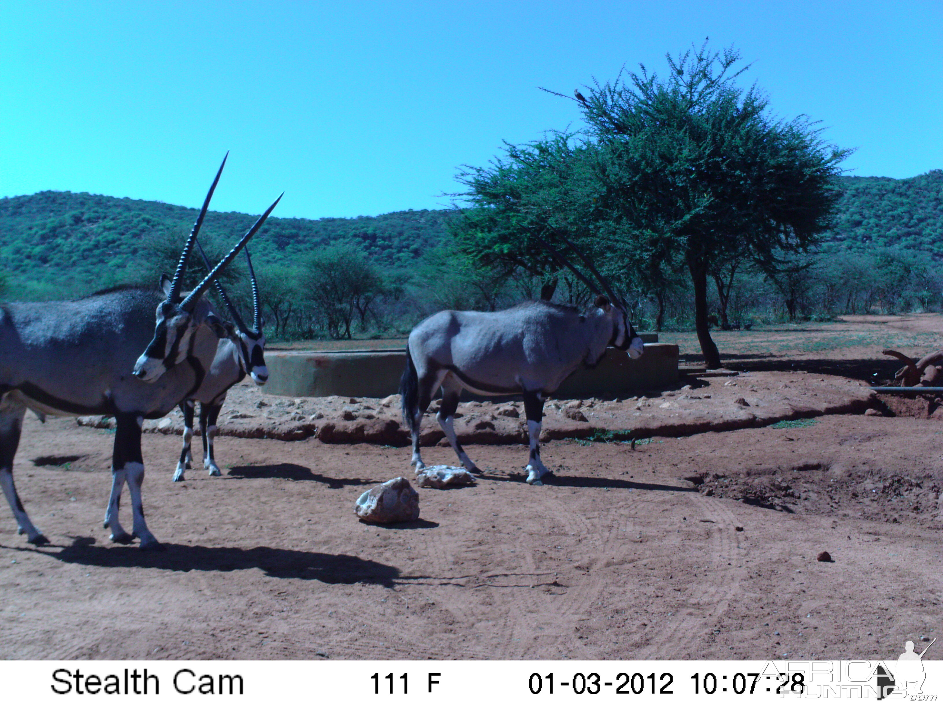 Trail Camera Namibia