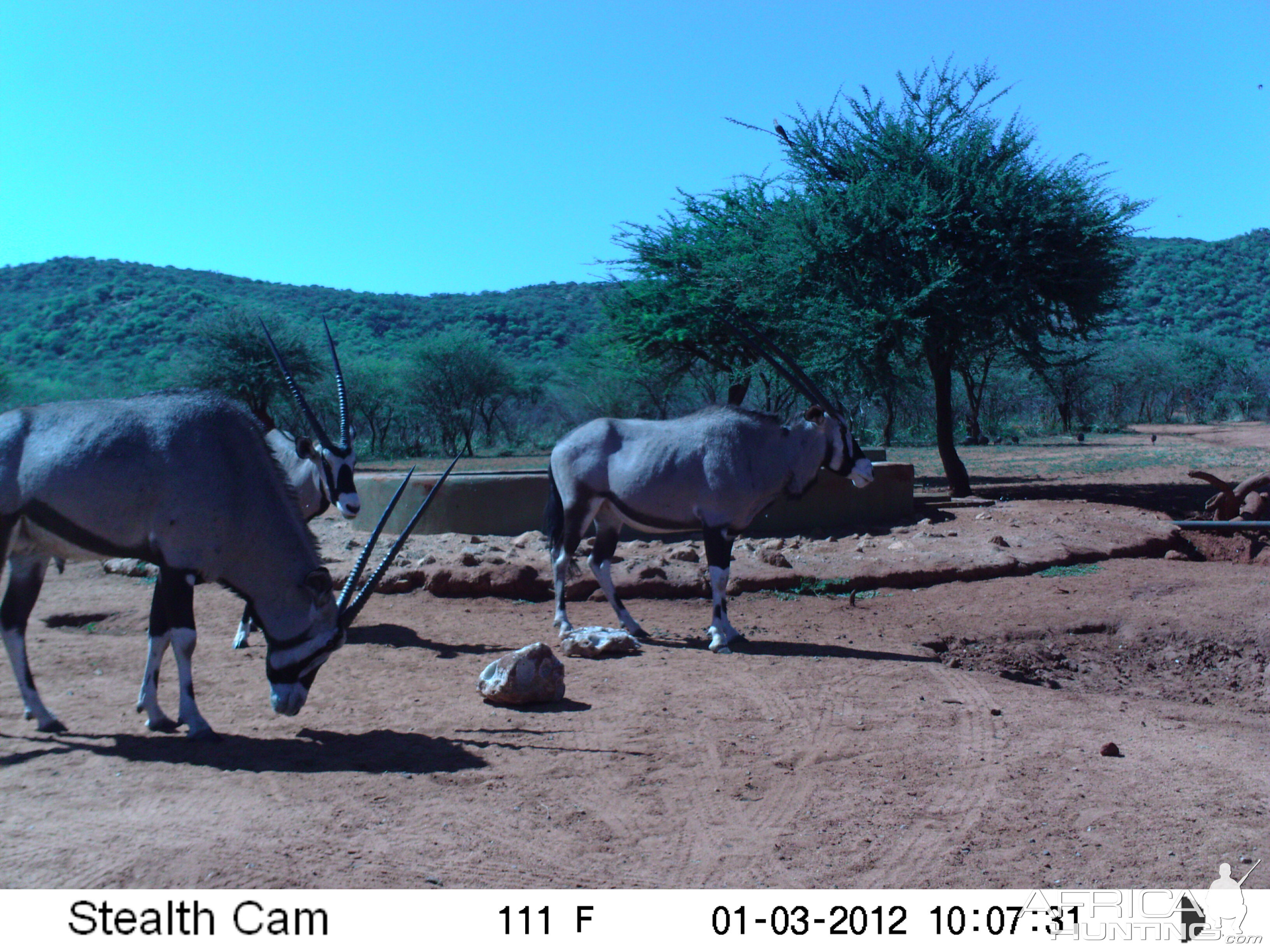 Trail Camera Namibia