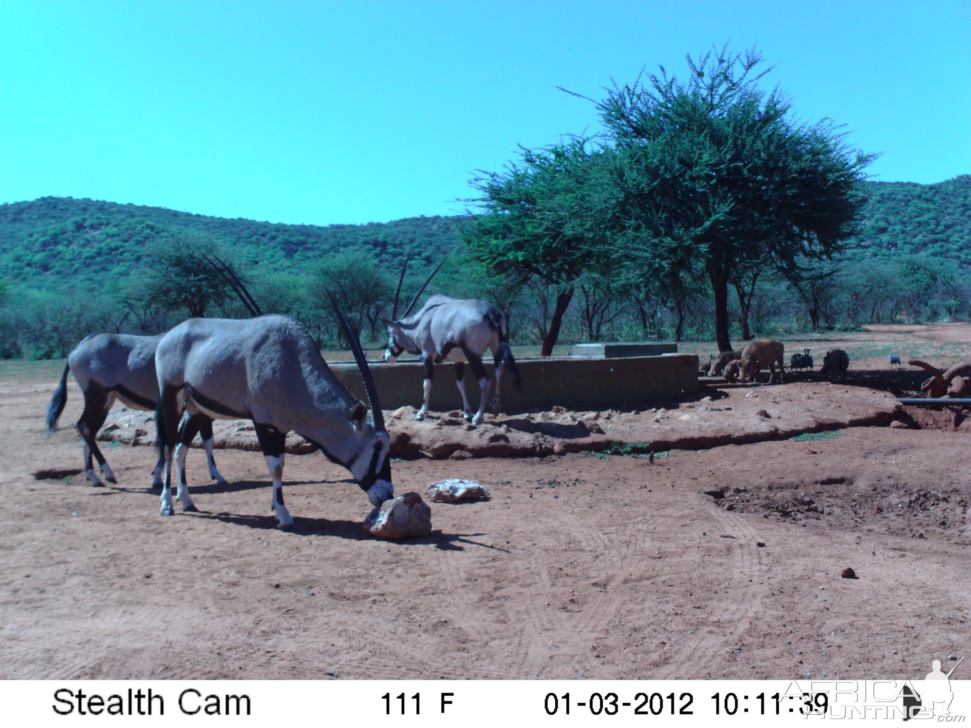 Trail Camera Namibia