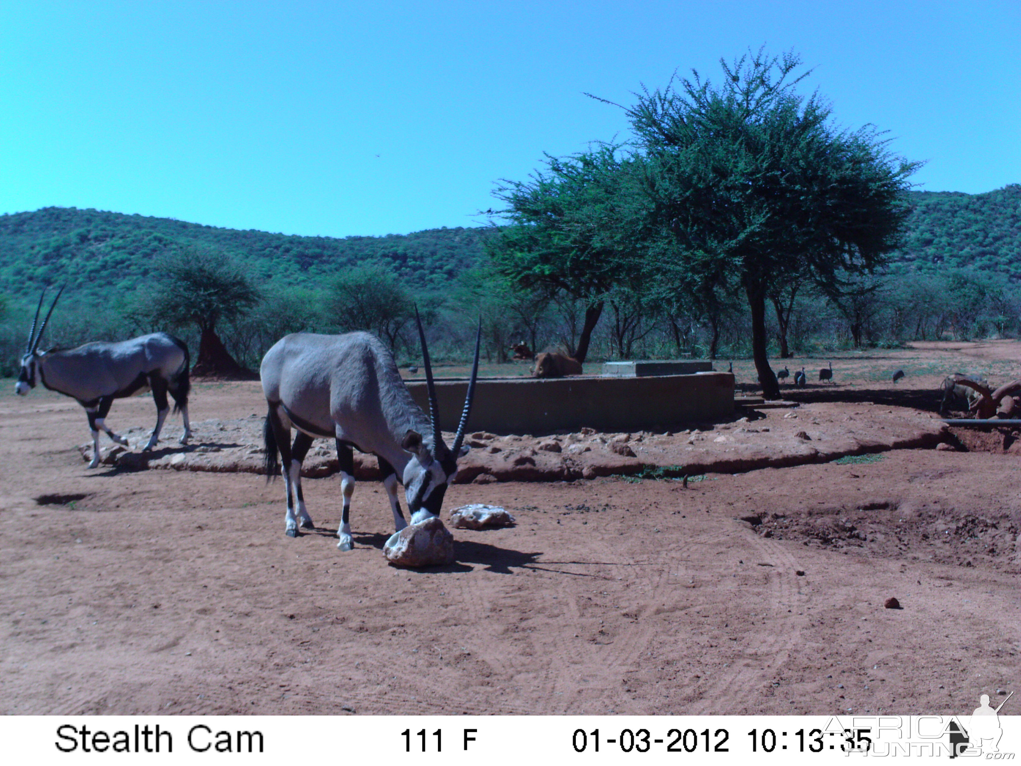 Trail Camera Namibia