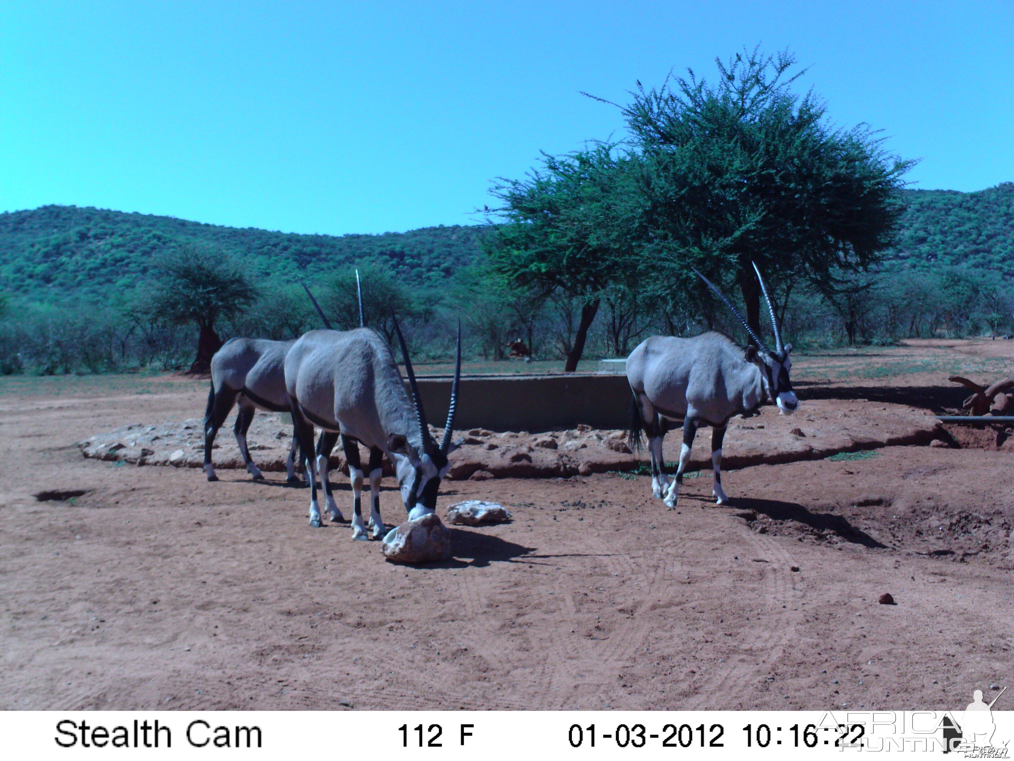 Trail Camera Namibia