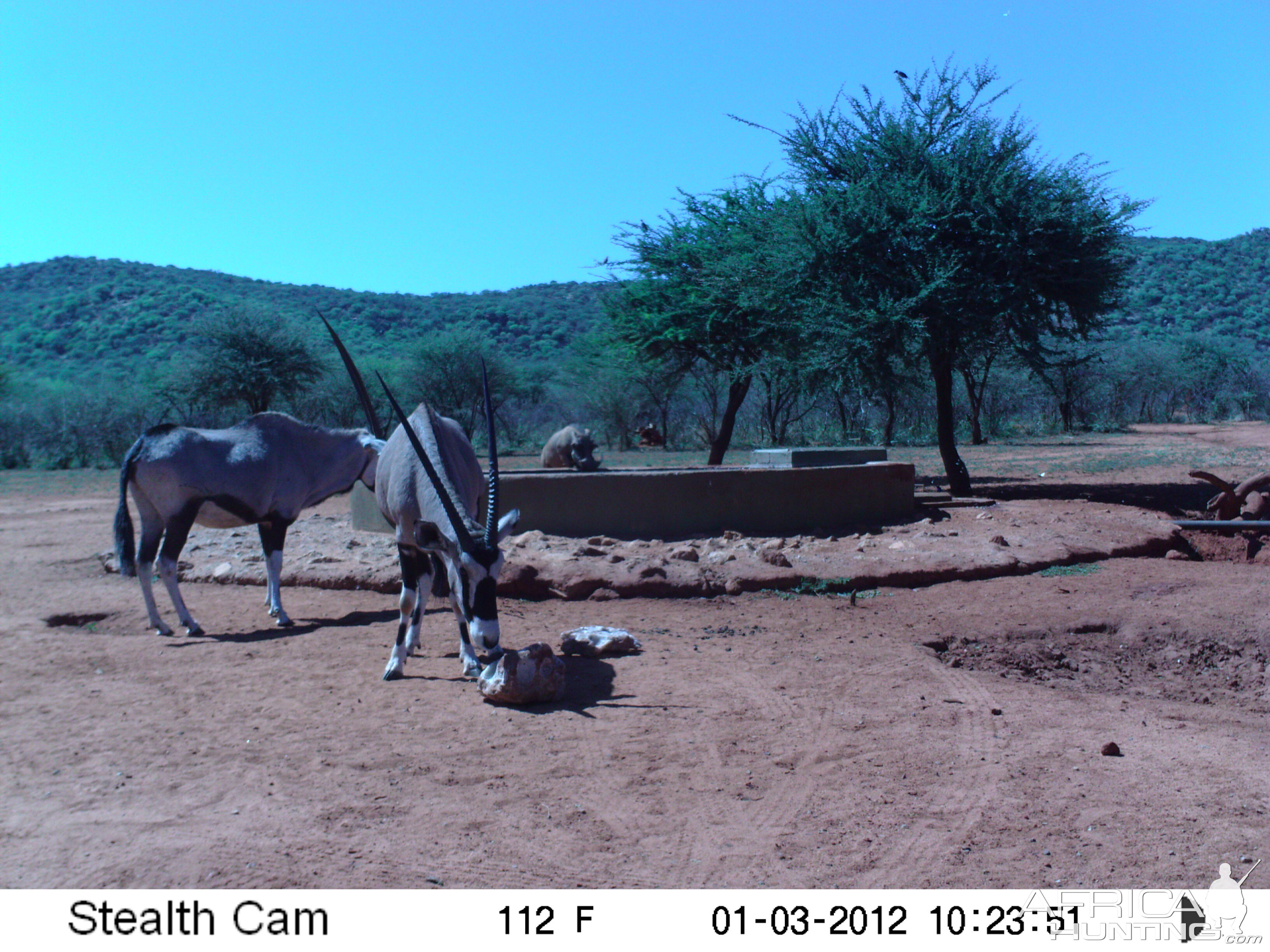 Trail Camera Namibia