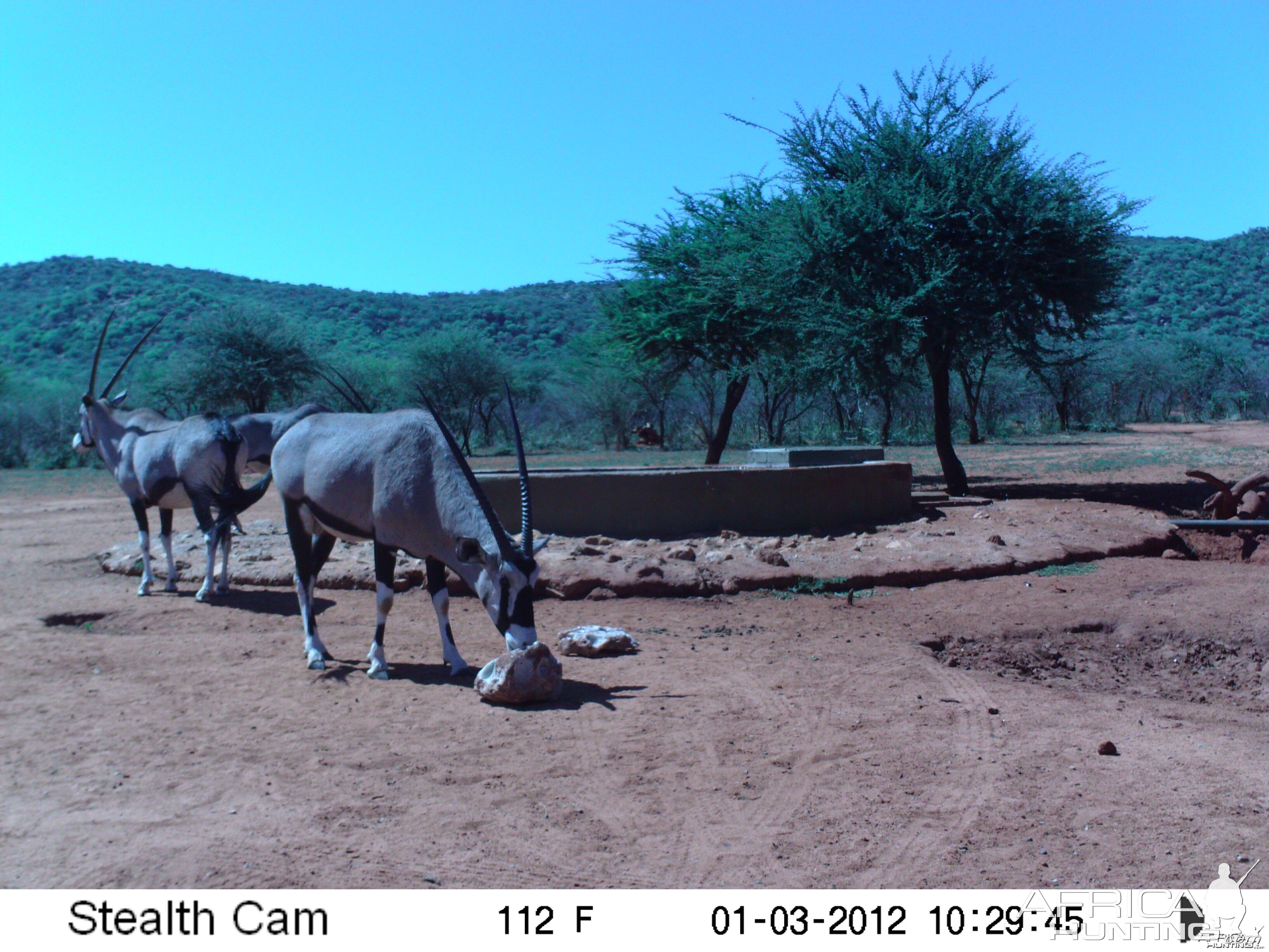 Trail Camera Namibia