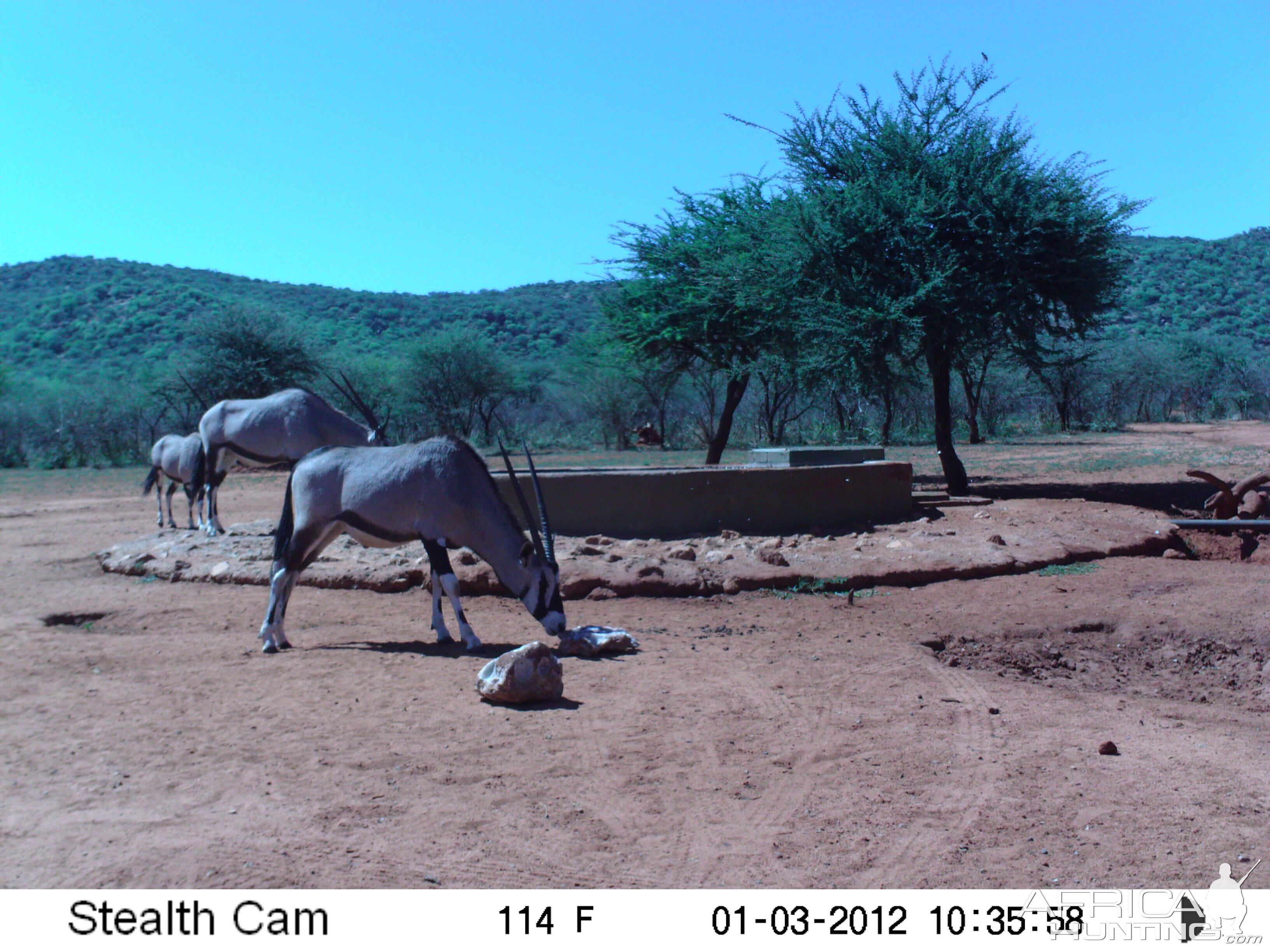 Trail Camera Namibia