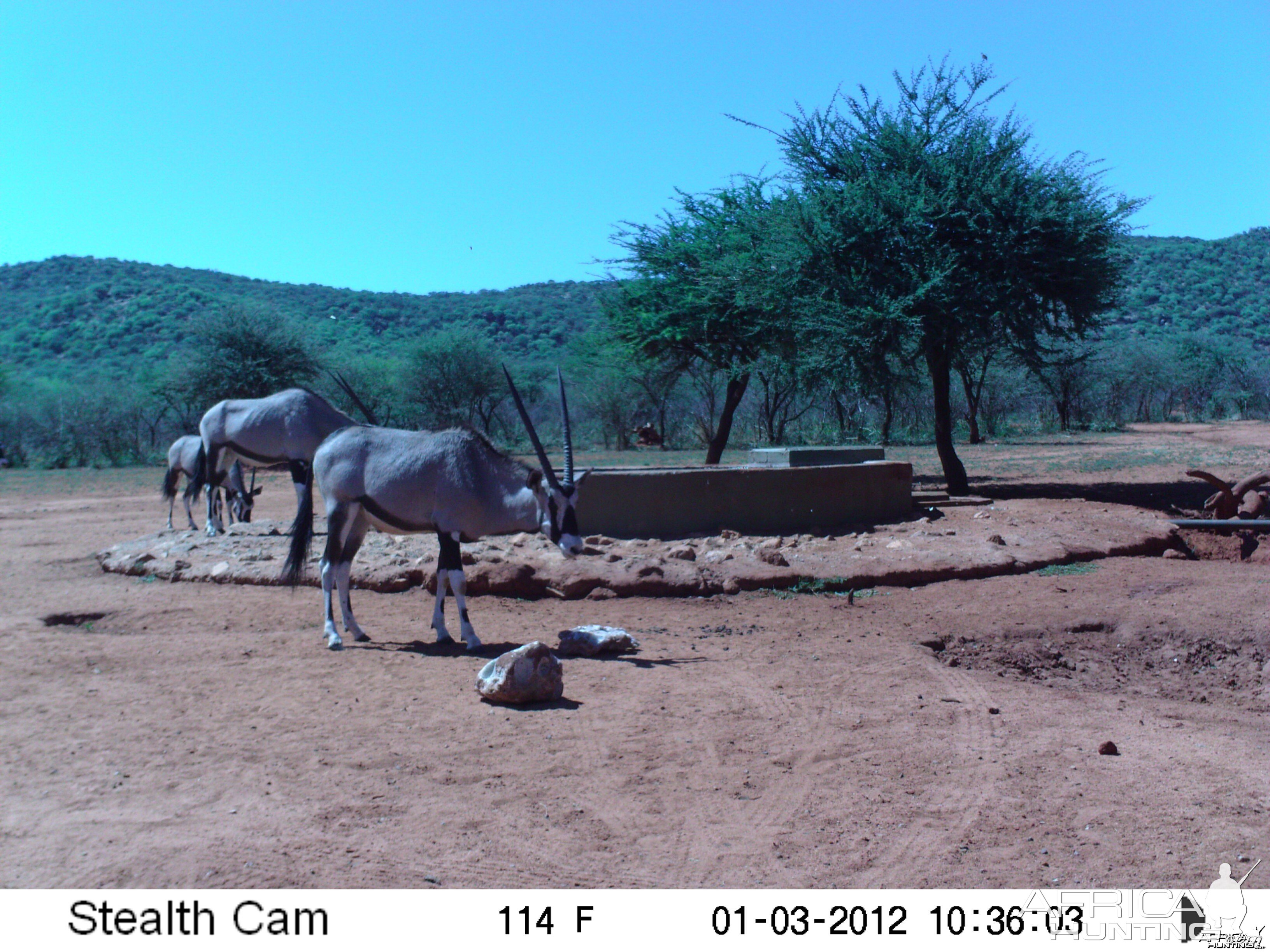 Trail Camera Namibia