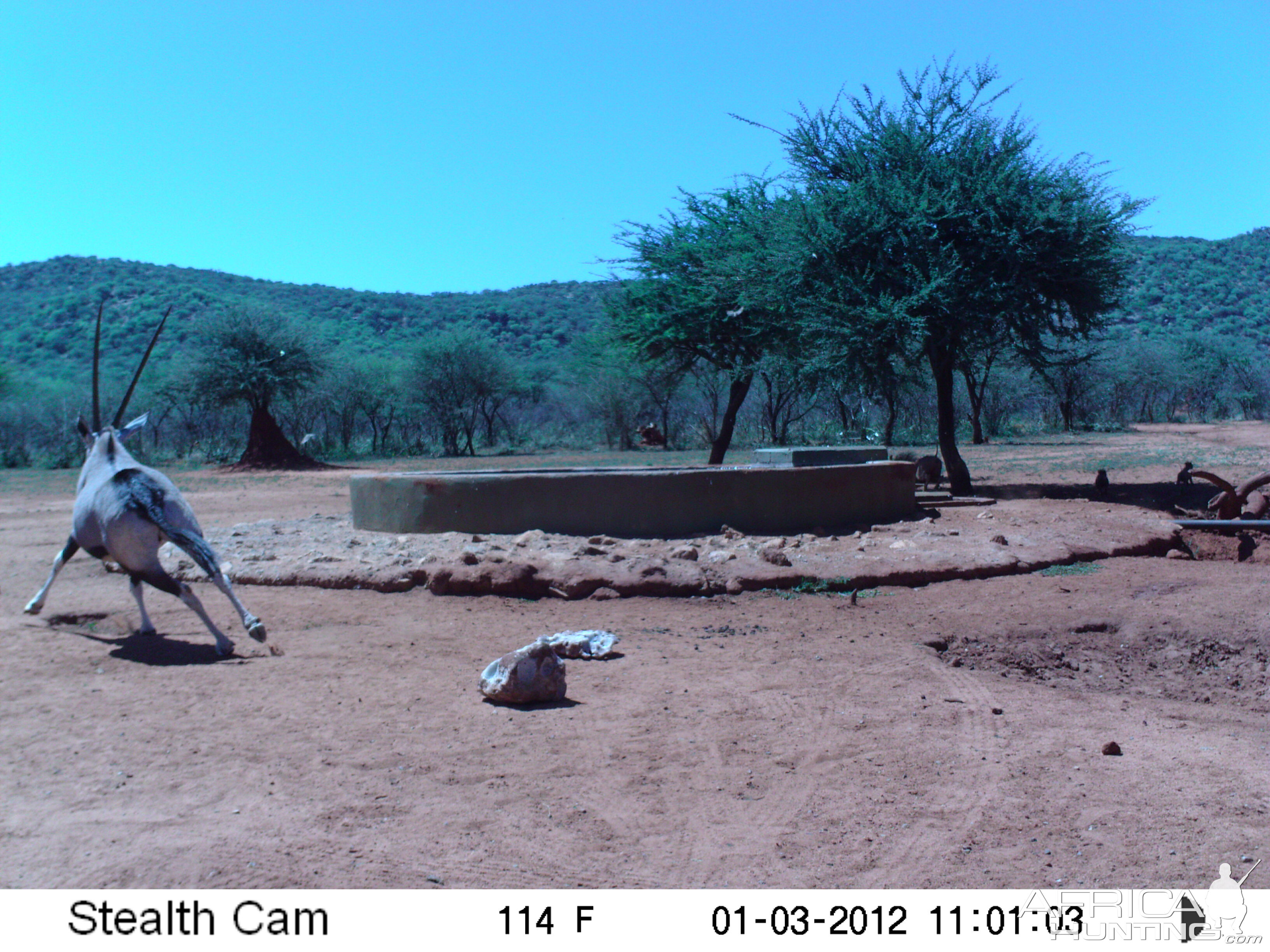 Trail Camera Namibia