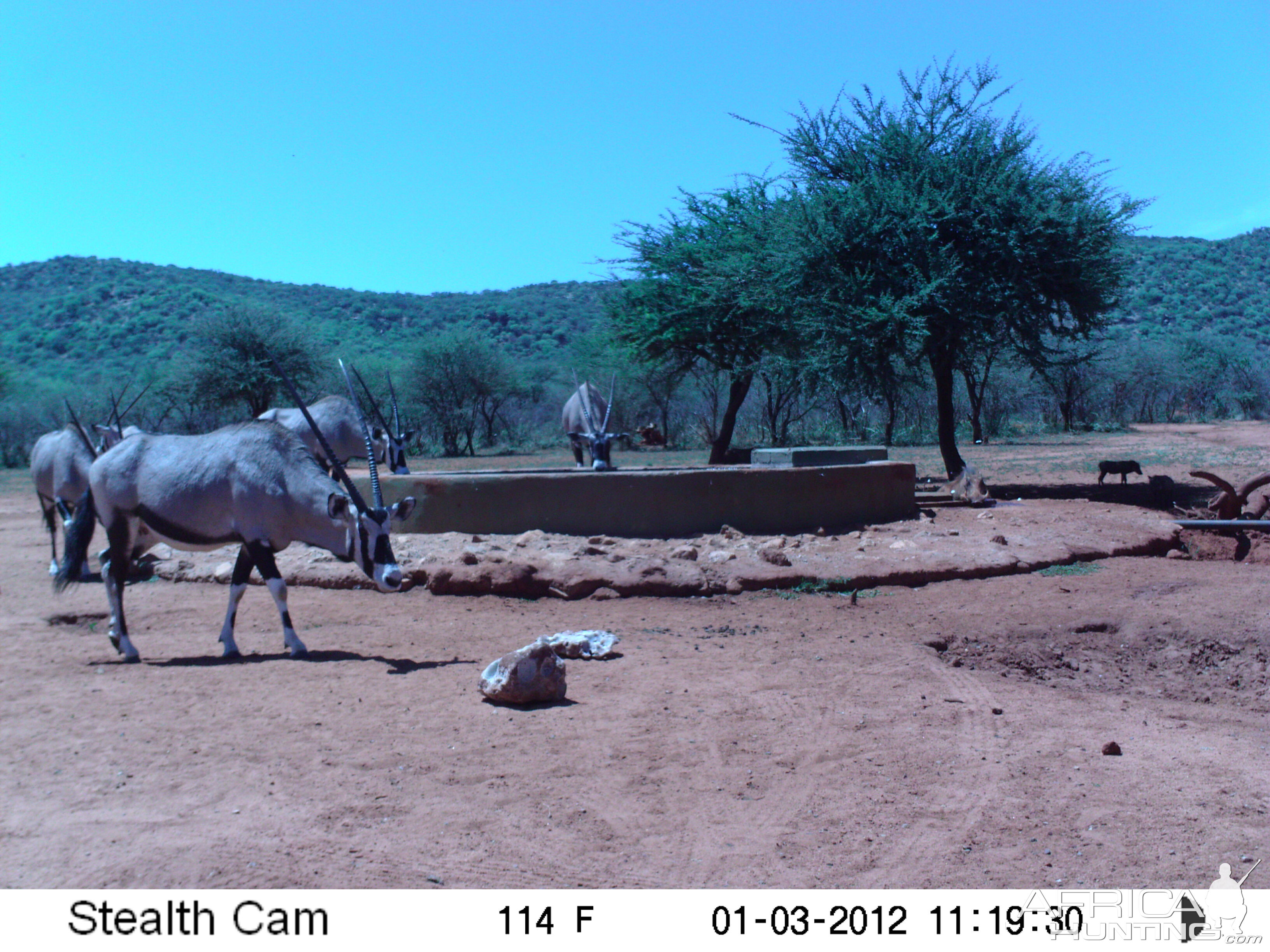 Trail Camera Namibia