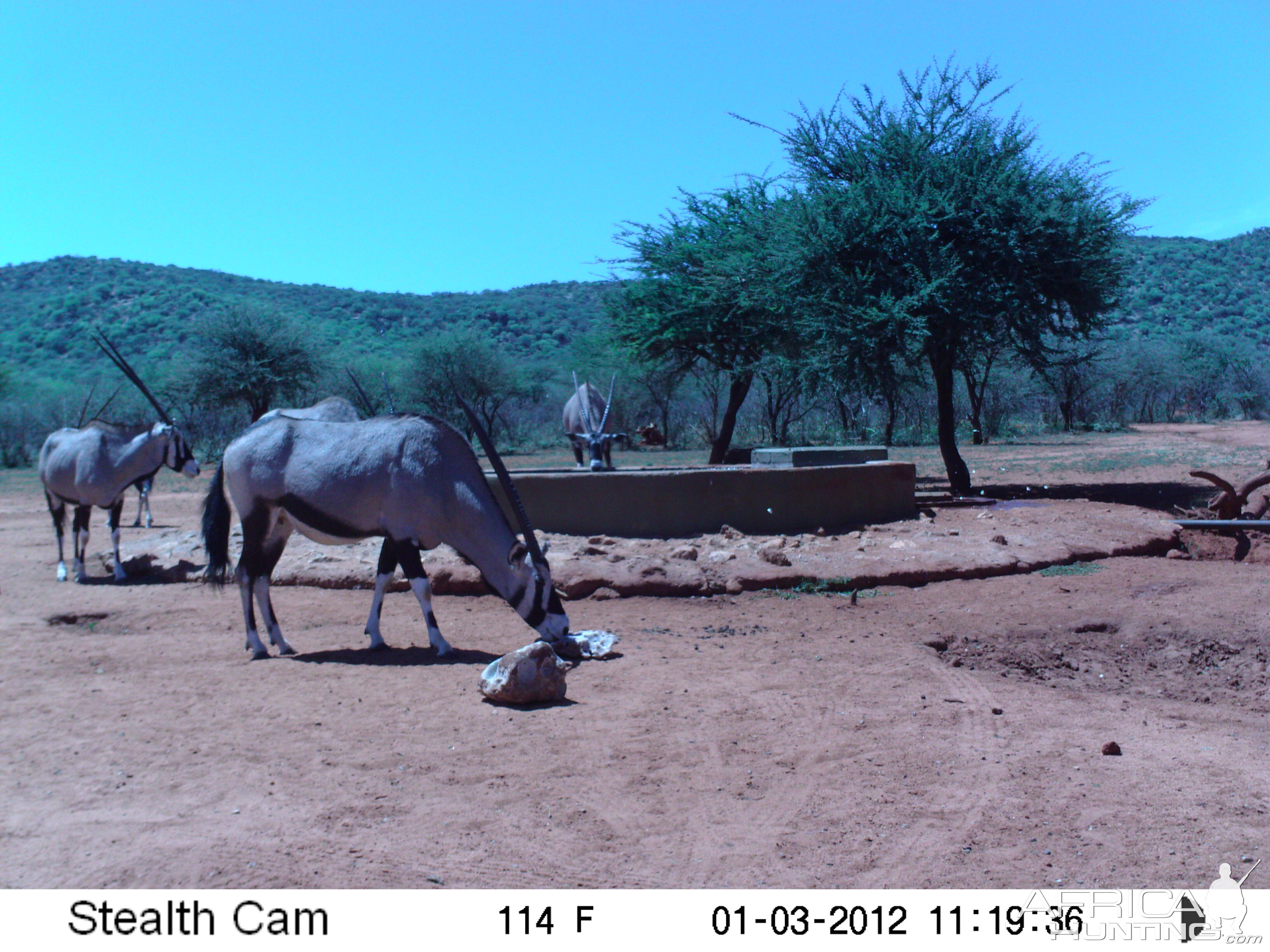 Trail Camera Namibia