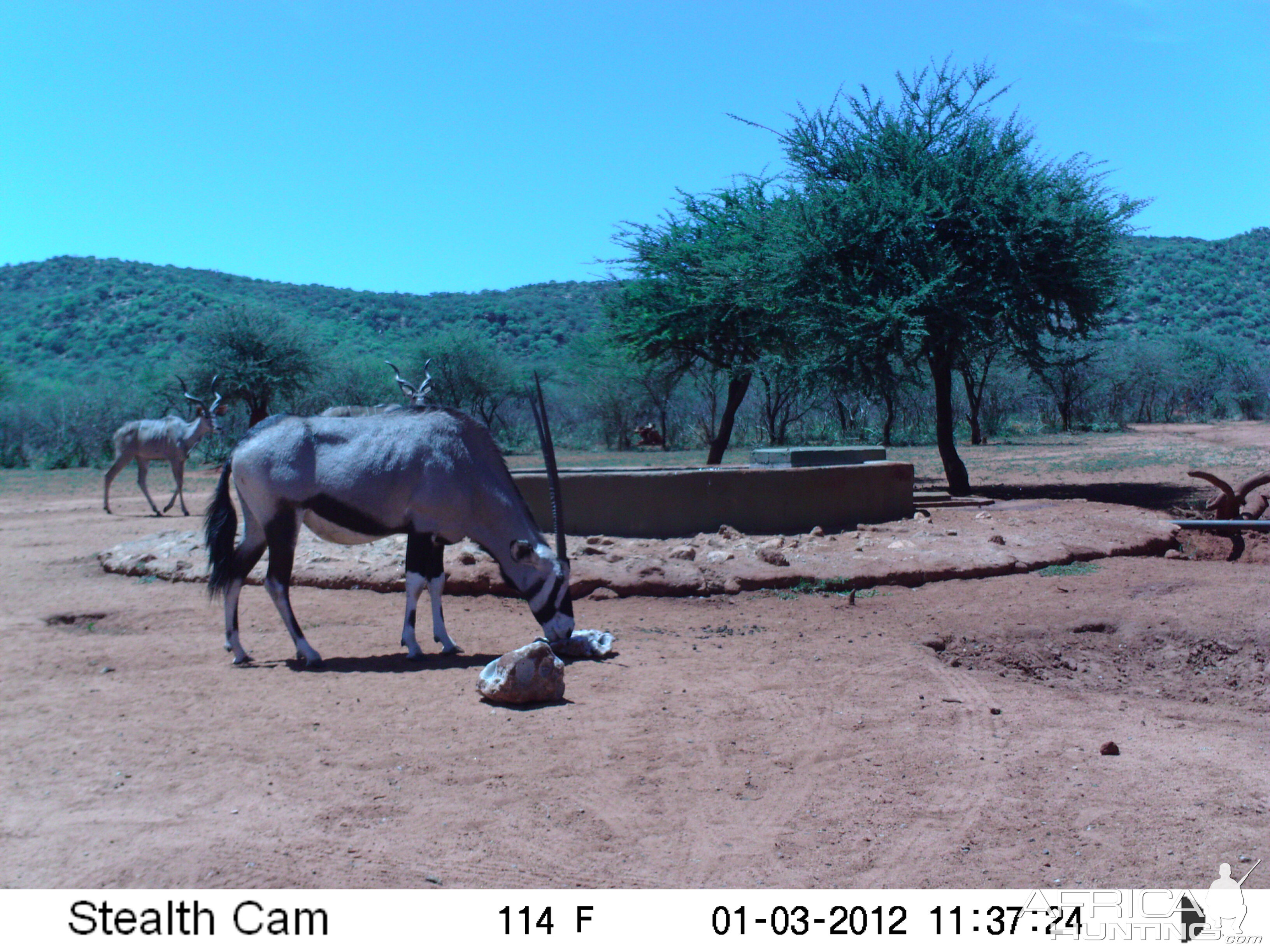 Trail Camera Namibia