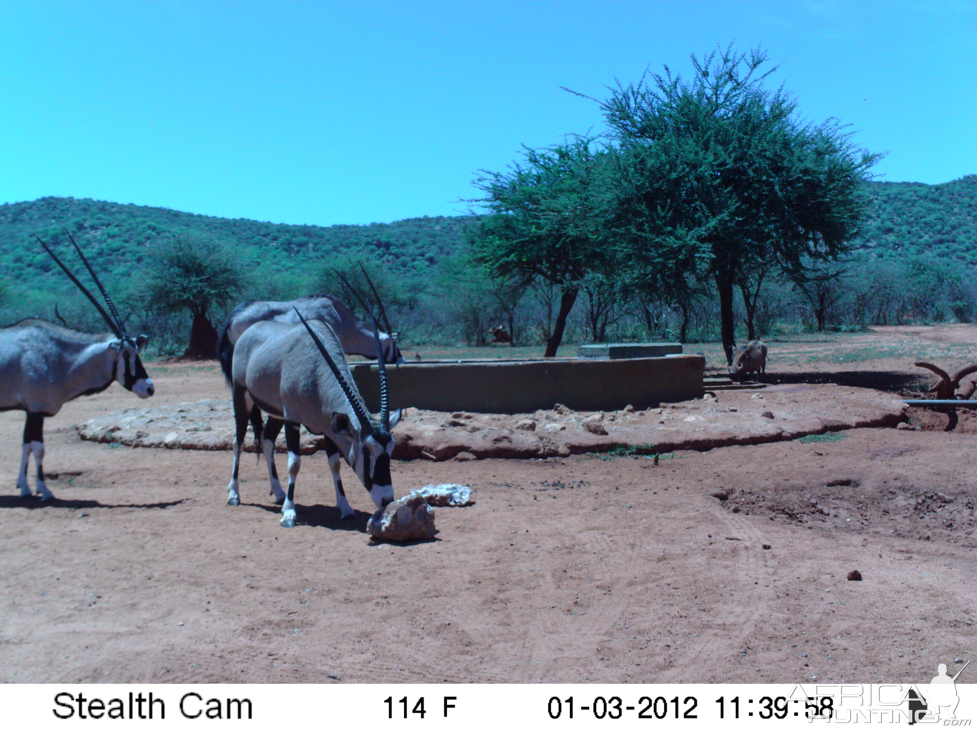 Trail Camera Namibia