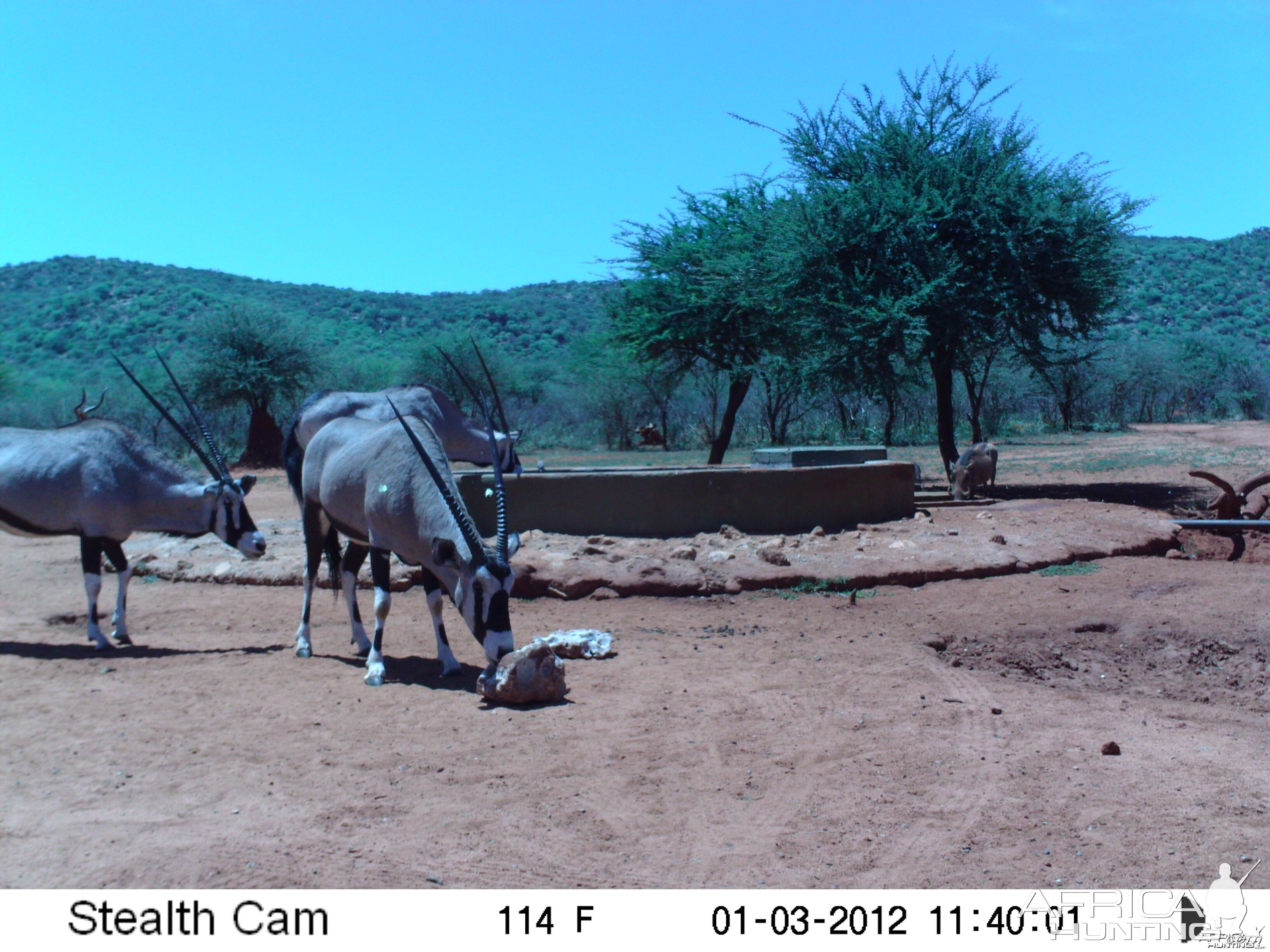 Trail Camera Namibia