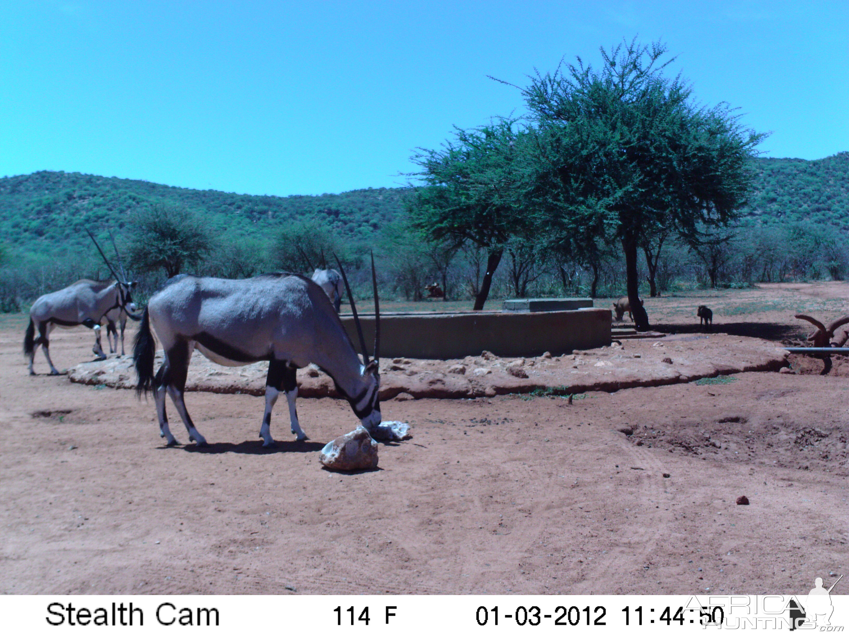 Trail Camera Namibia