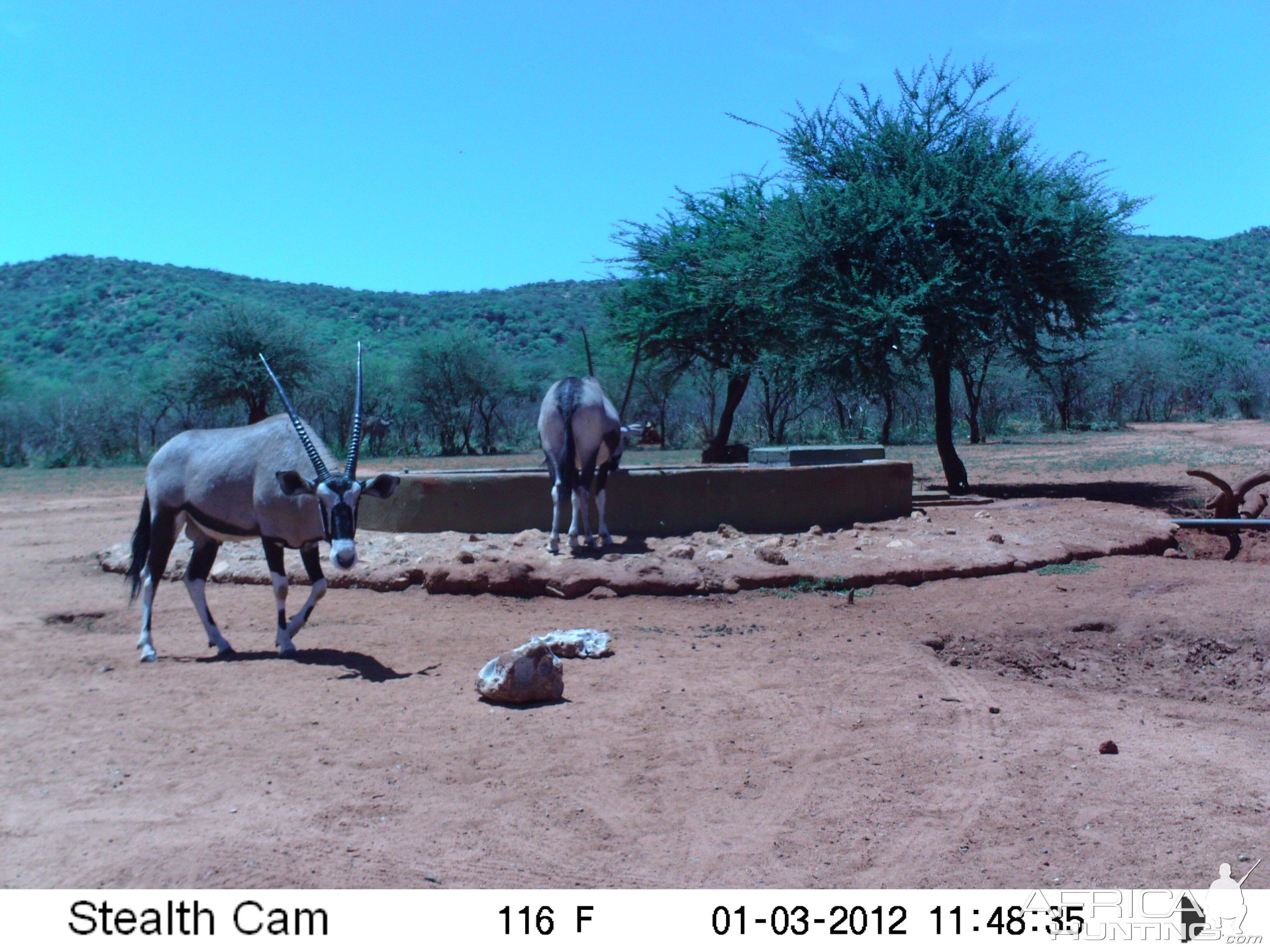 Trail Camera Namibia