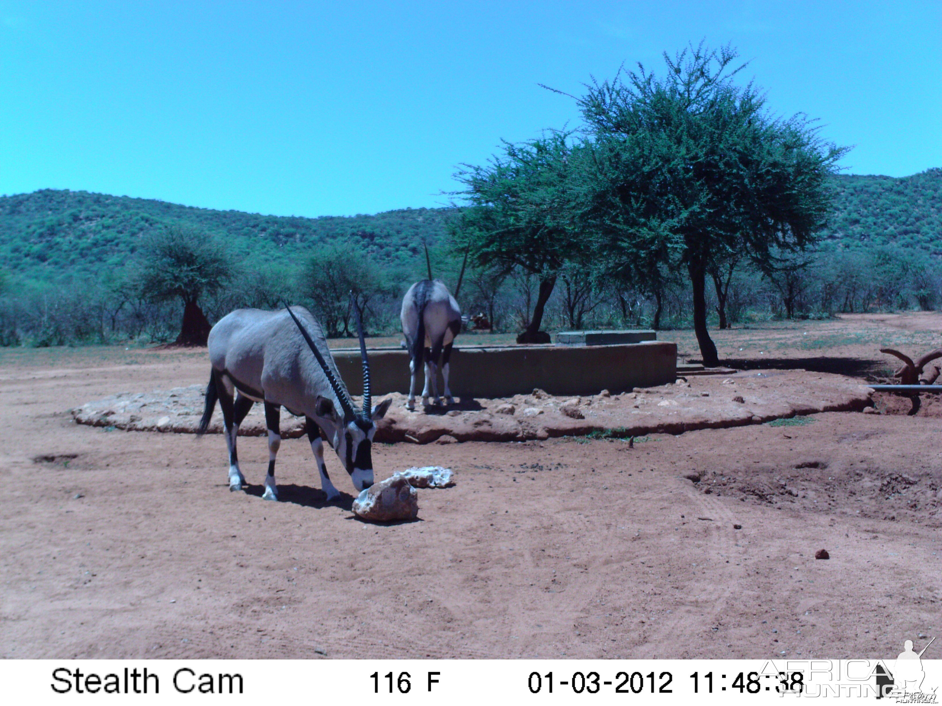 Trail Camera Namibia